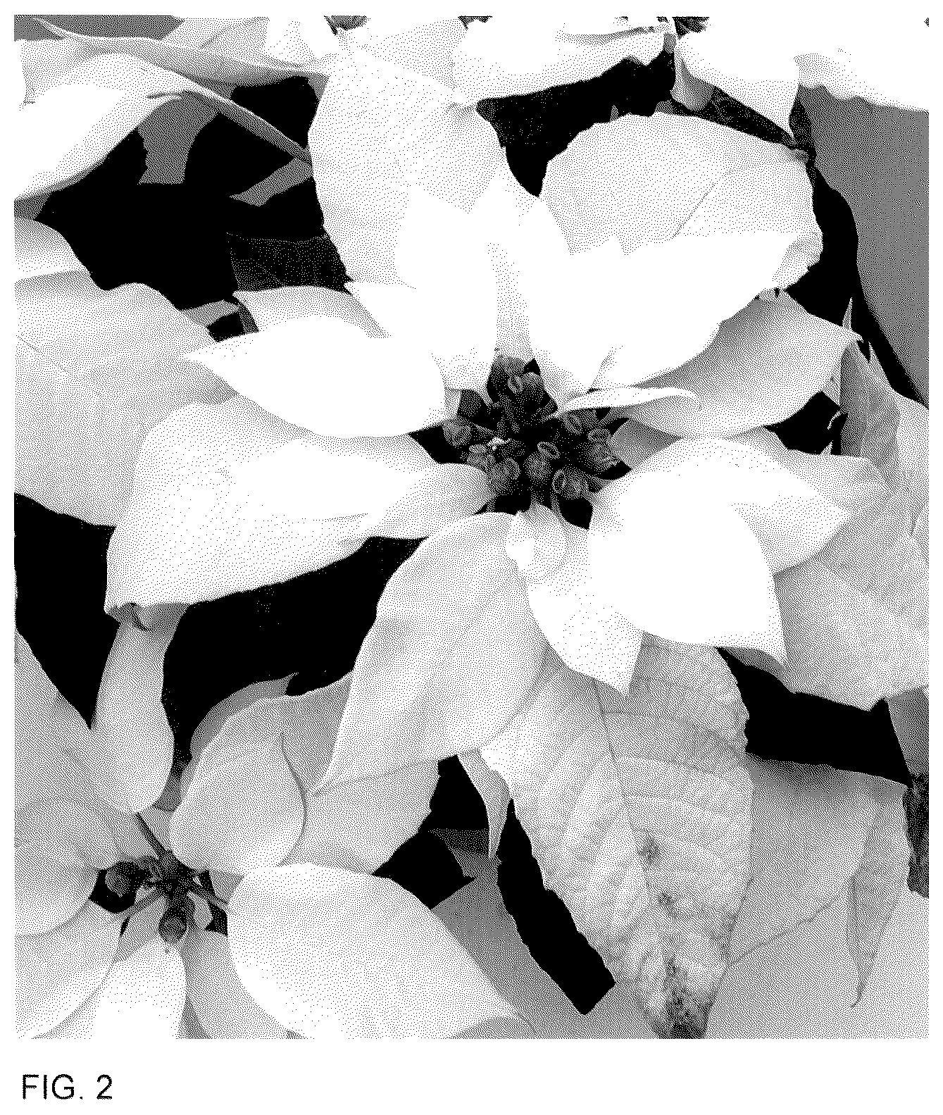 Patent USPP036121 Figure 2 – Euphorbia plant named ‘Bonpr 974BK’
