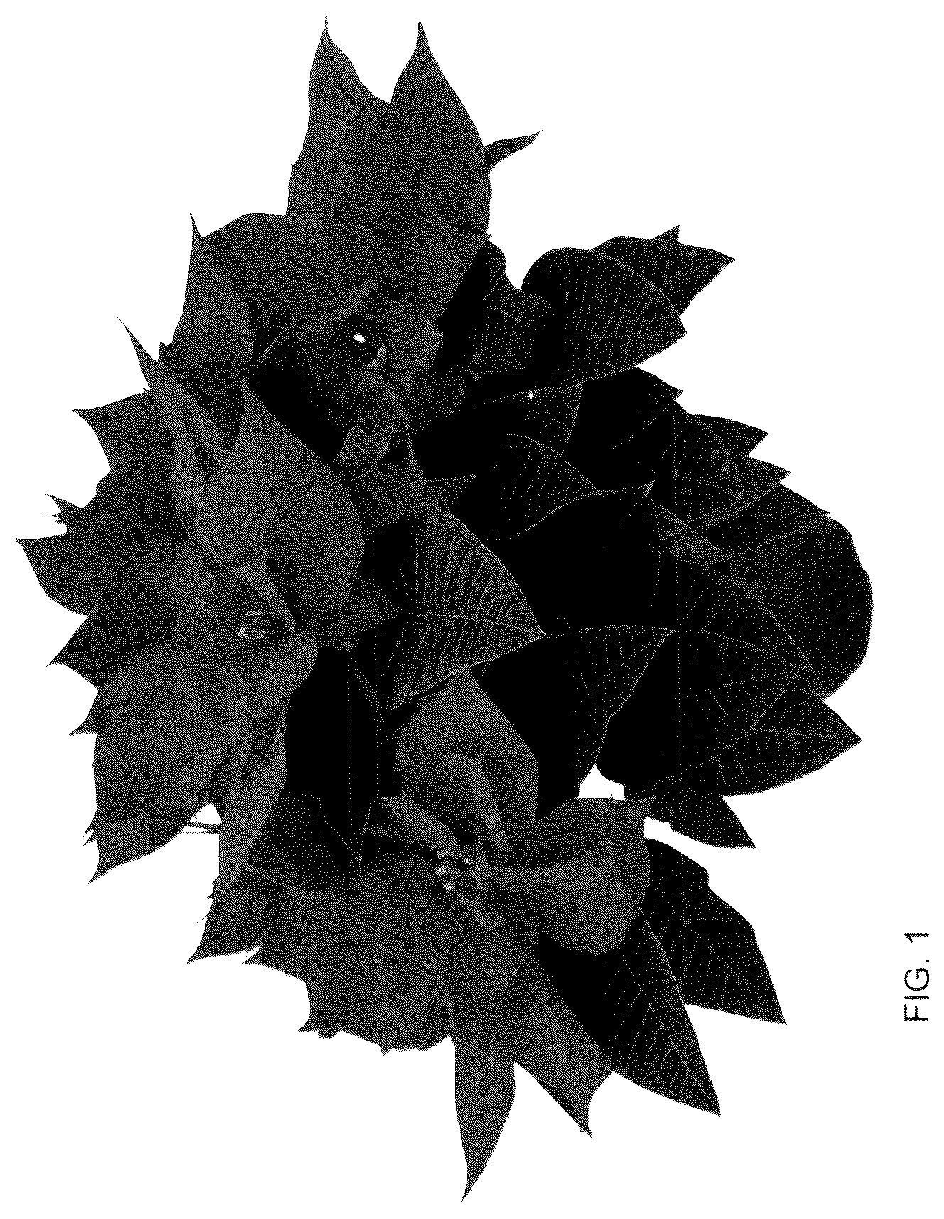 Patent USPP036122 — Poinsettia plant named ‘Rockefeller Red’ — Figure 1