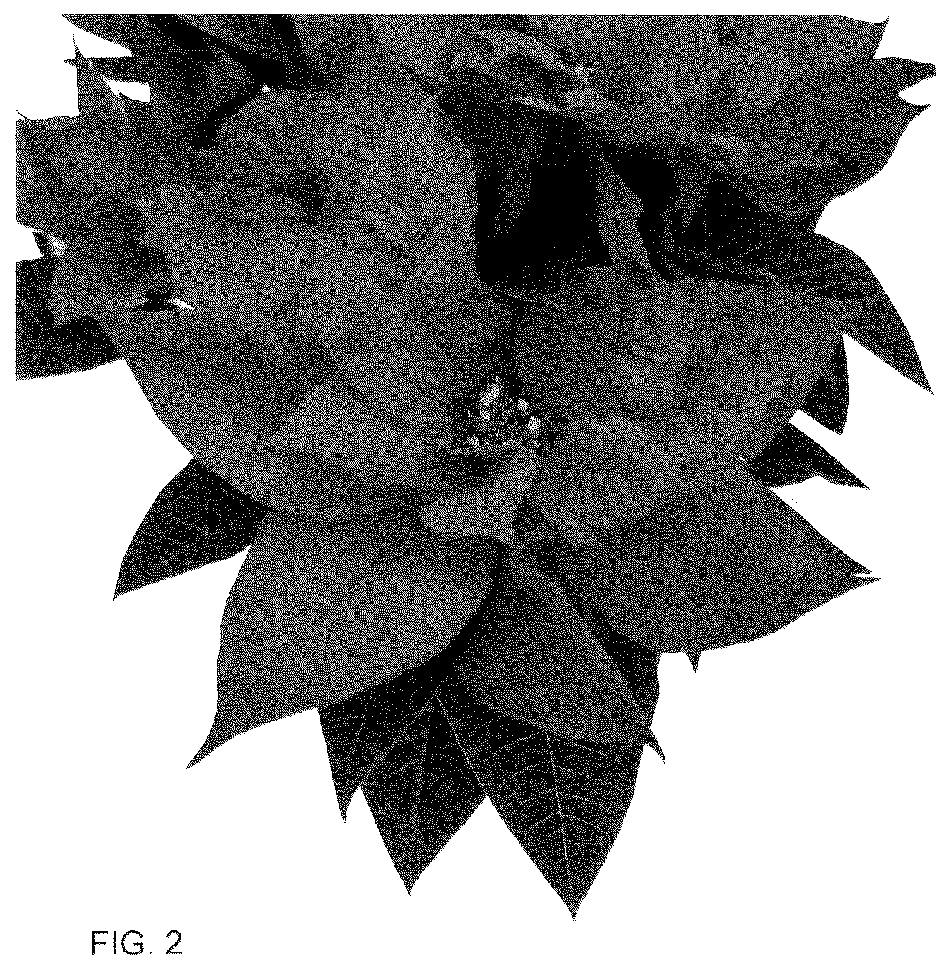 Patent USPP036122 Figure 2 – Poinsettia plant named ‘Rockefeller Red’