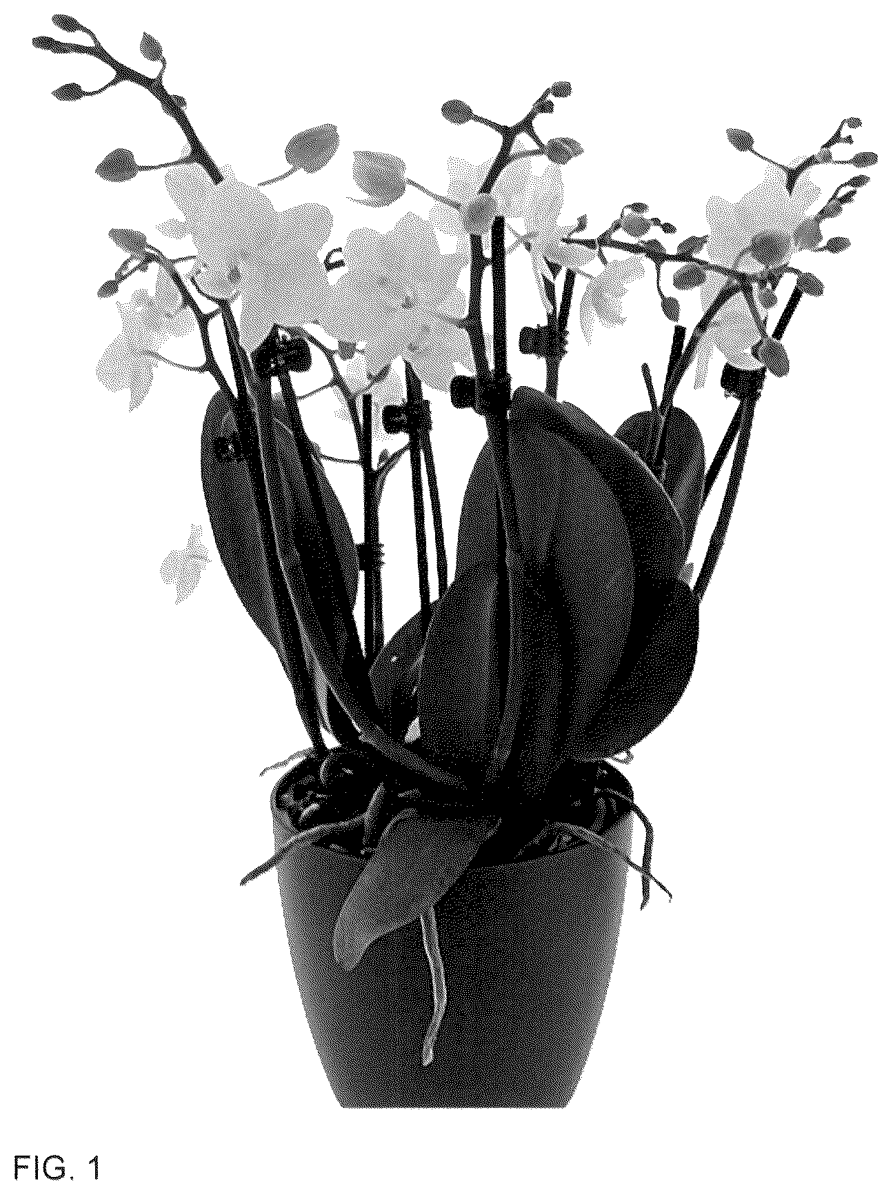 Patent USPP036123 Figure 1 – Phalaenopsis plant named ‘Babble Beach’