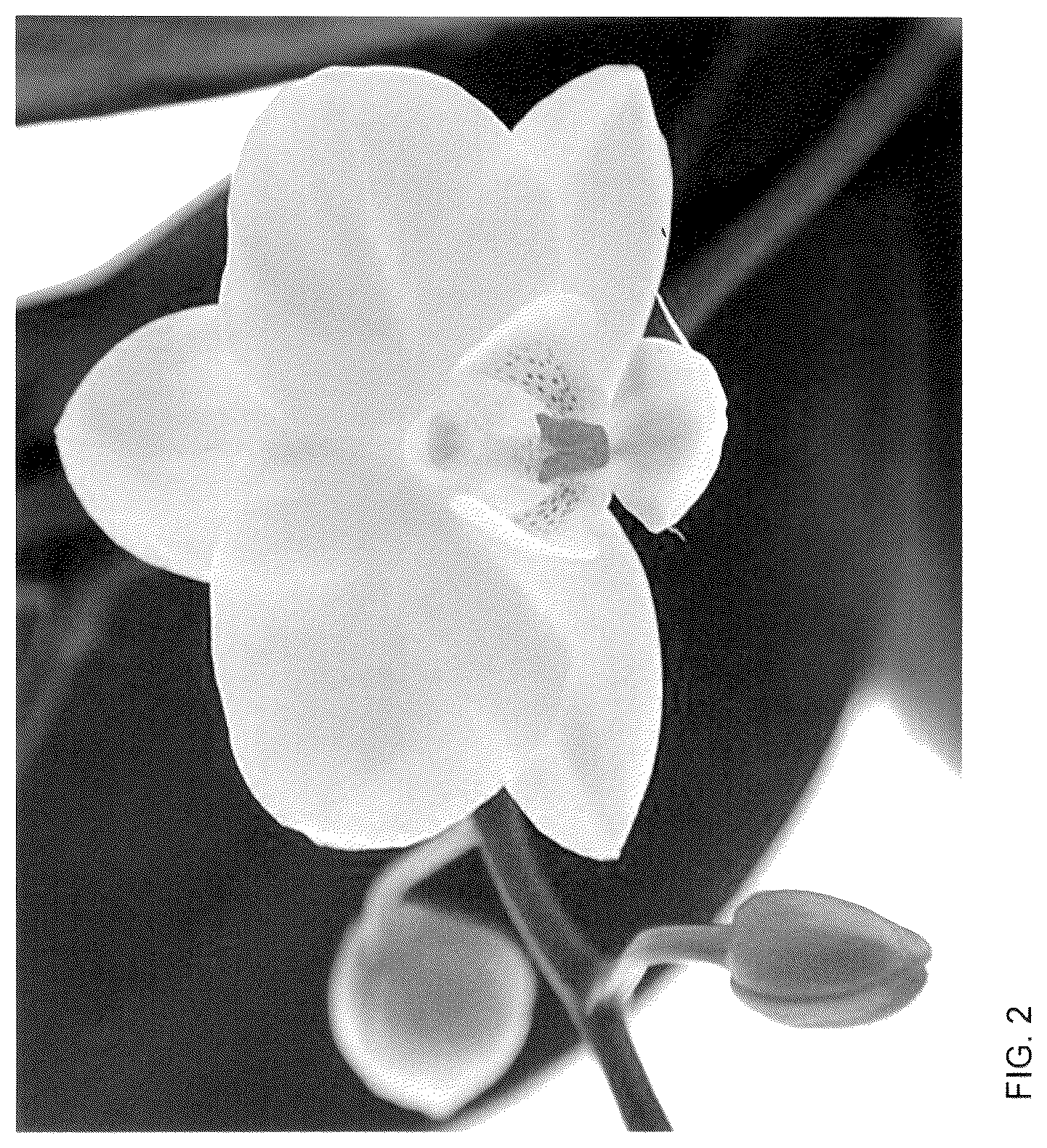 Patent USPP036123 Figure 2 – Phalaenopsis plant named ‘Babble Beach’