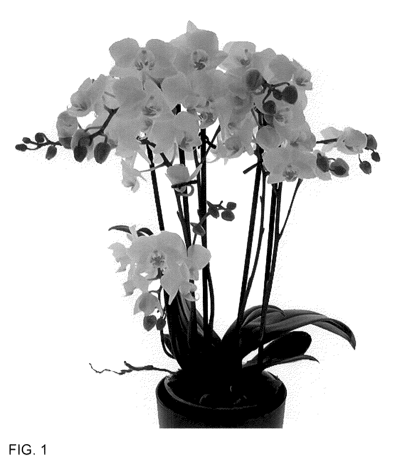 Patent USPP036124 Figure 1 – Phalaenopsis plant named ‘Cloud Busters’