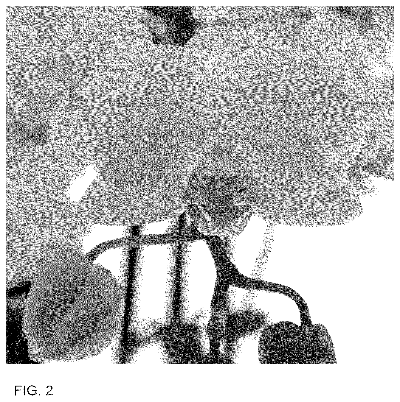 Patent USPP036124 Figure 2 – Phalaenopsis plant named ‘Cloud Busters’
