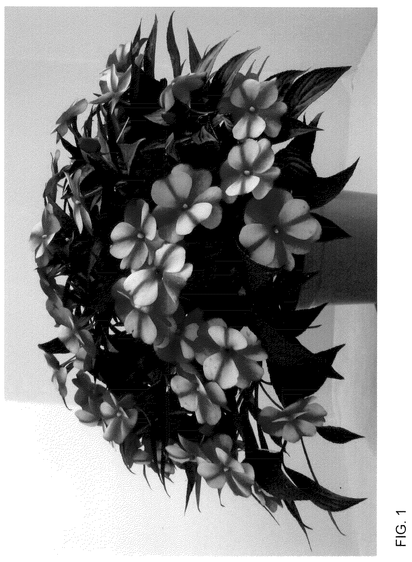 Patent USPP036125 Figure 1 – New guinea impatiens plant named ‘Dongipetresta’