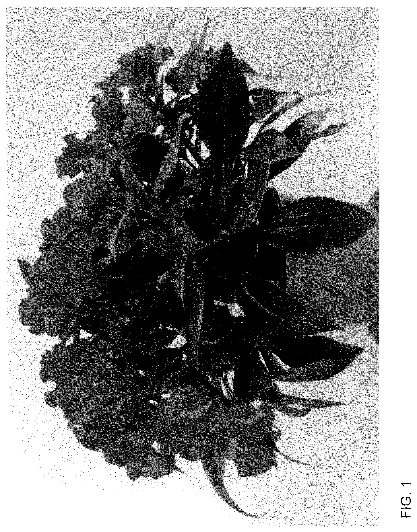 Patent USPP036126 Figure 1 – New guinea impatiens plant named ‘Dongirolcoa’