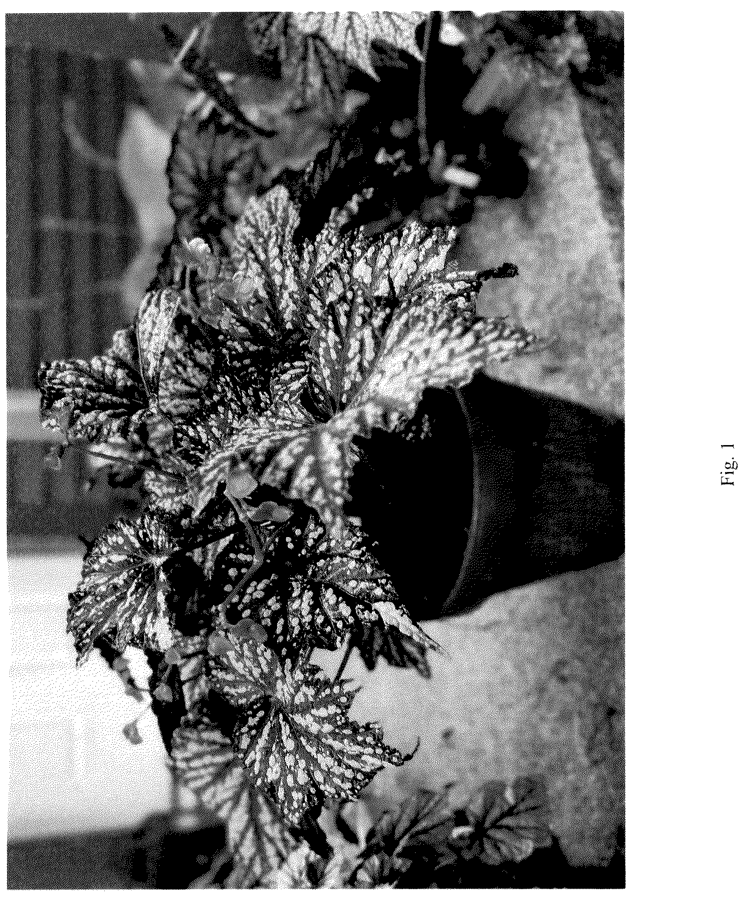 Patent USPP036127 Figure 1 – Begonia plant named ‘Summer Storm’
