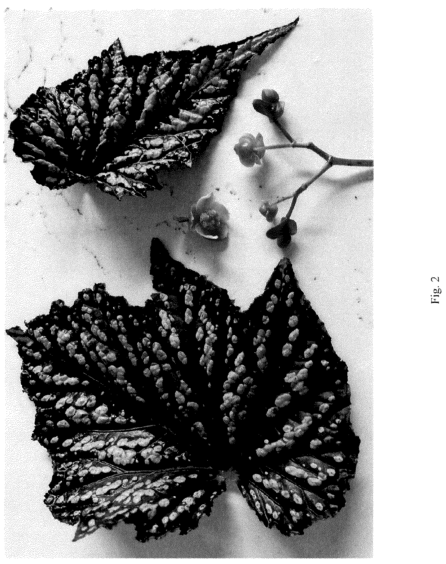 Patent USPP036127 Figure 2 – Begonia plant named ‘Summer Storm’