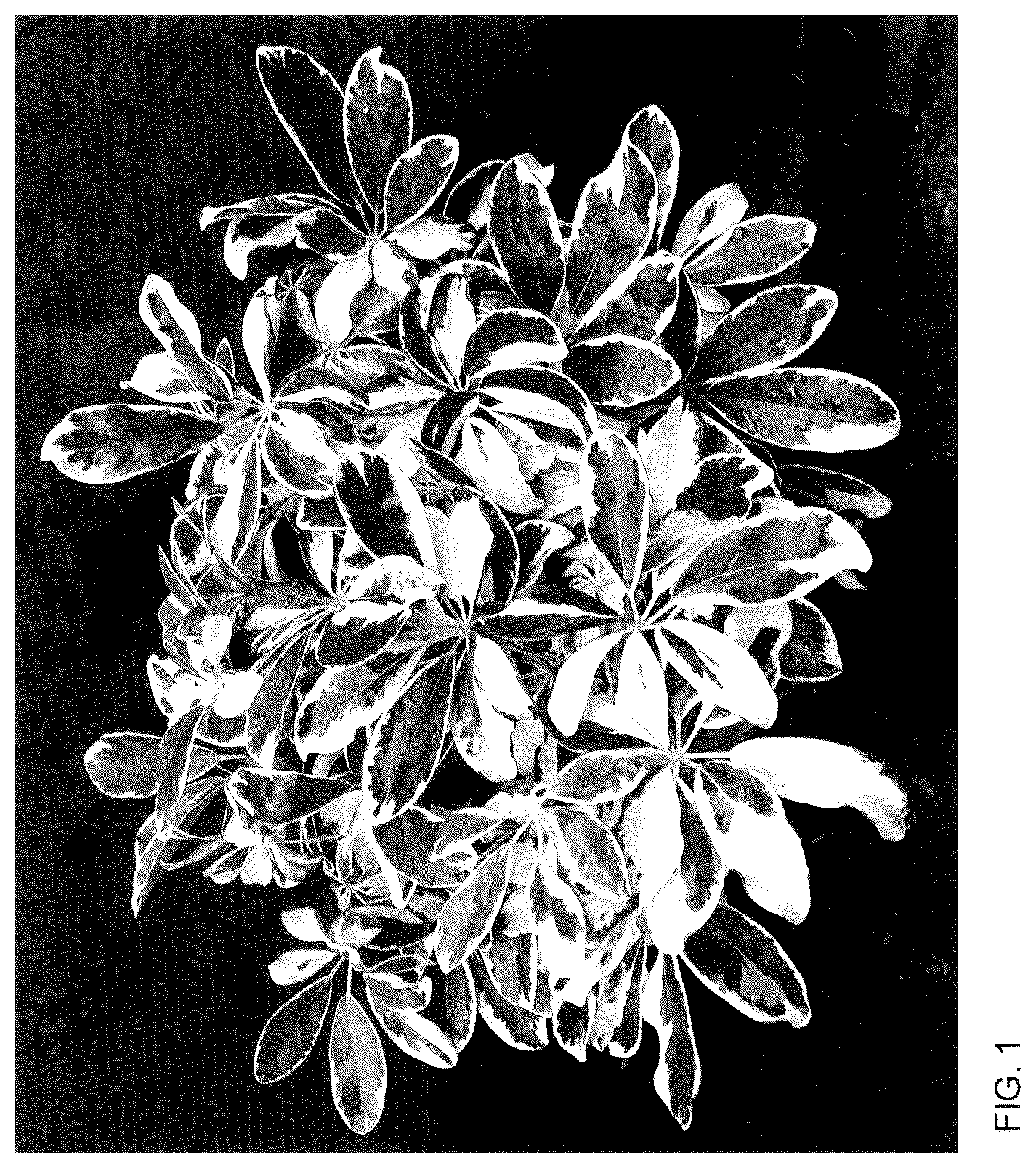 Patent USPP036128 Figure 1 – Schefflera plant named ‘Mukivy’