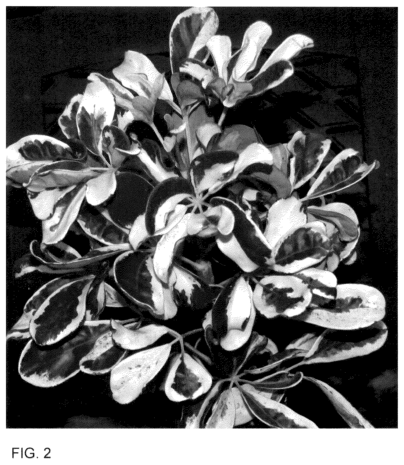 Patent USPP036128 Figure 2 – Schefflera plant named ‘Mukivy’