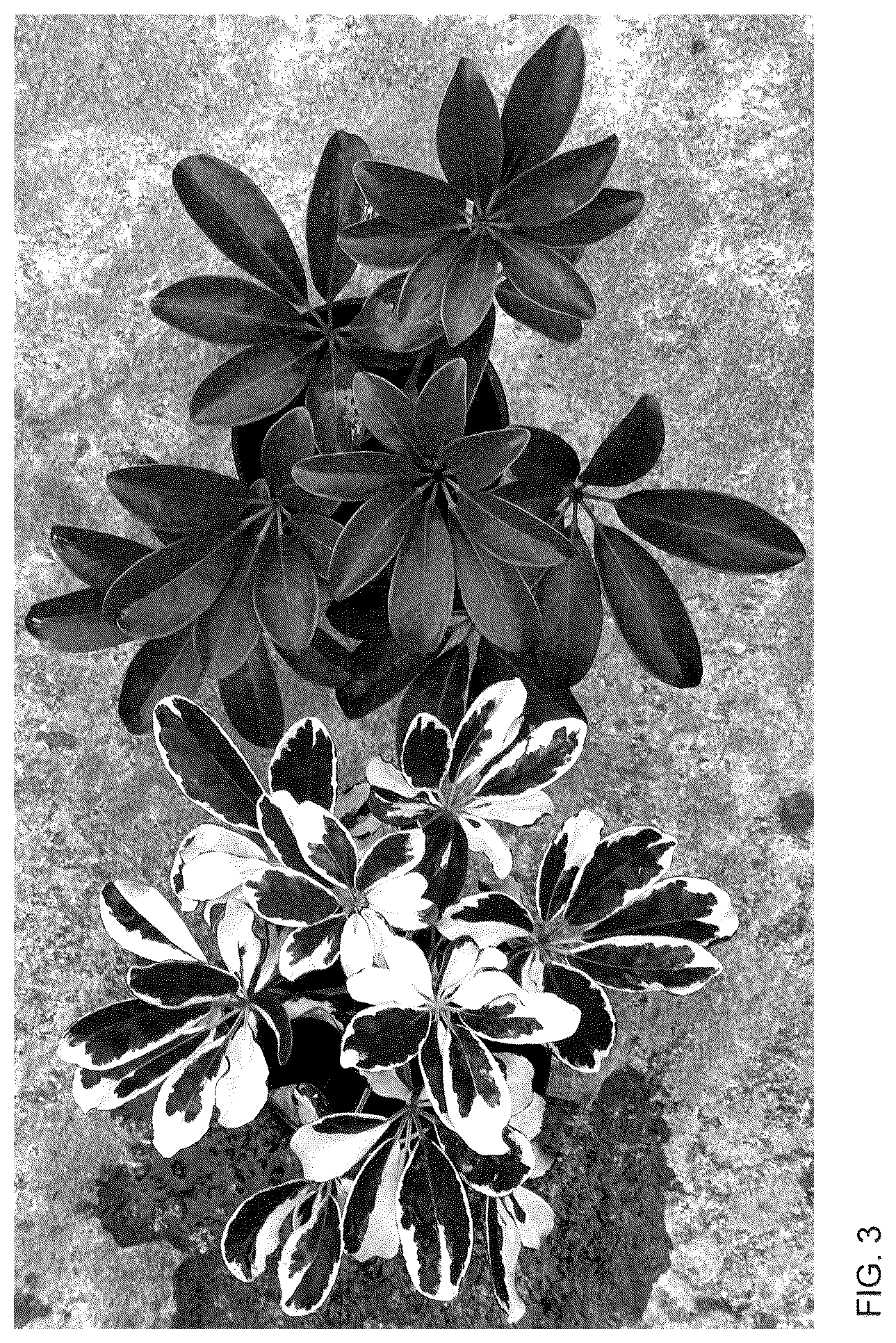 Patent USPP036128 Figure 3 – Schefflera plant named ‘Mukivy’