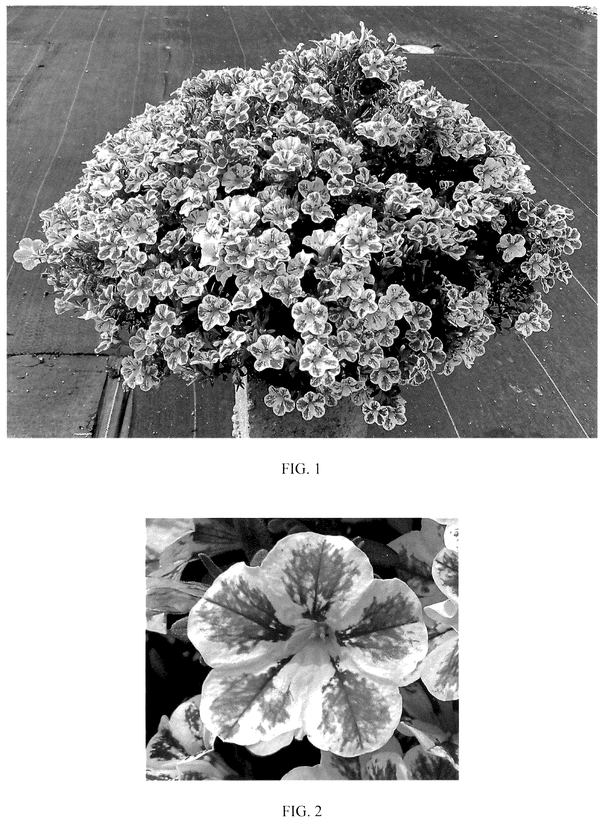 Patent USPP036129 Figure 1 – Calibrachoa plant named ‘Balchaelink’
