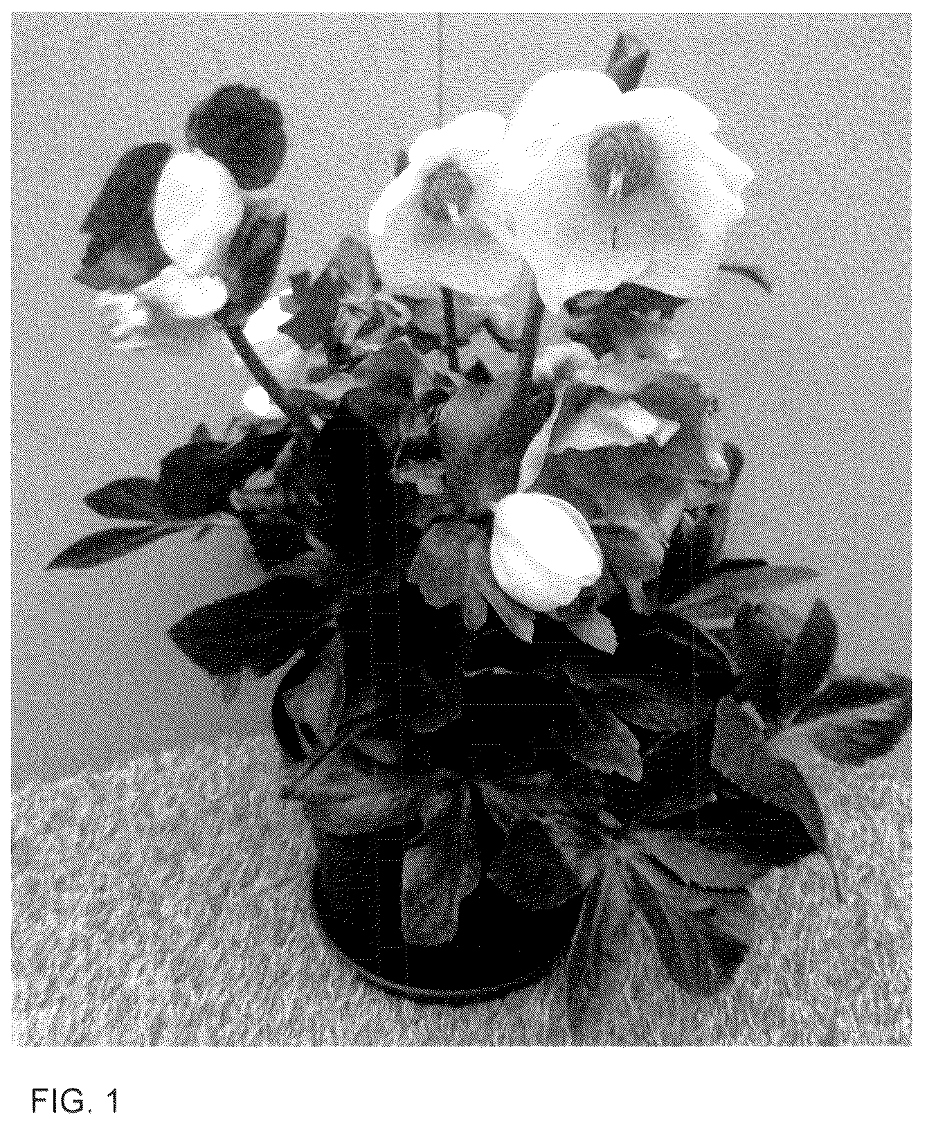 Patent USPP036130 — Helleborus plant named ‘HL 1014’ — Figure 1