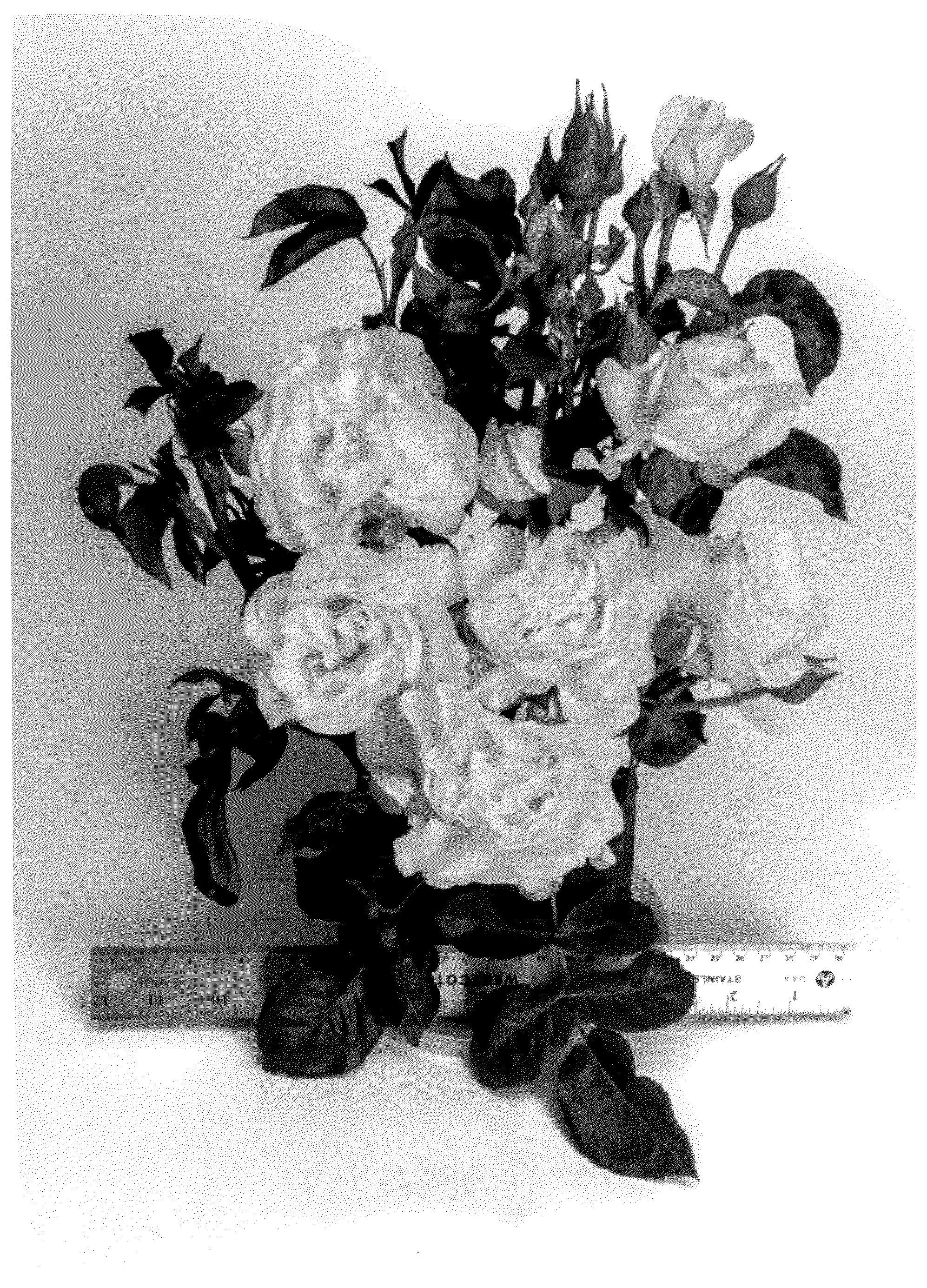 Patent USPP036131 — Grandiflora rose plant named ‘WEKsecjuc’ — Figure 1