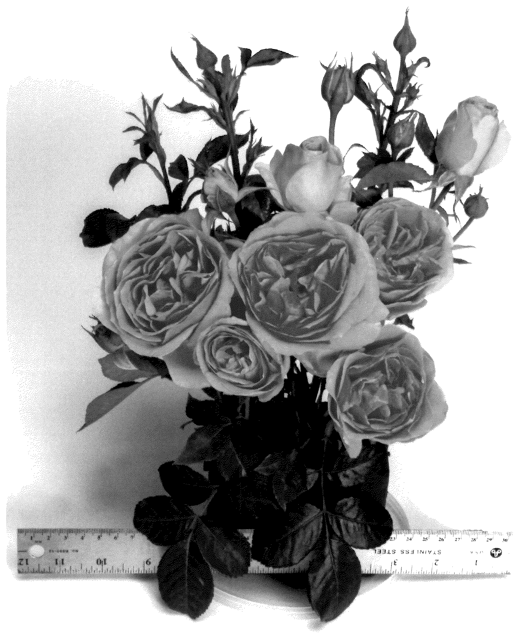 Patent USPP036132 — Grandiflora rose plant named ‘WEKalmylcas’ — Figure 1