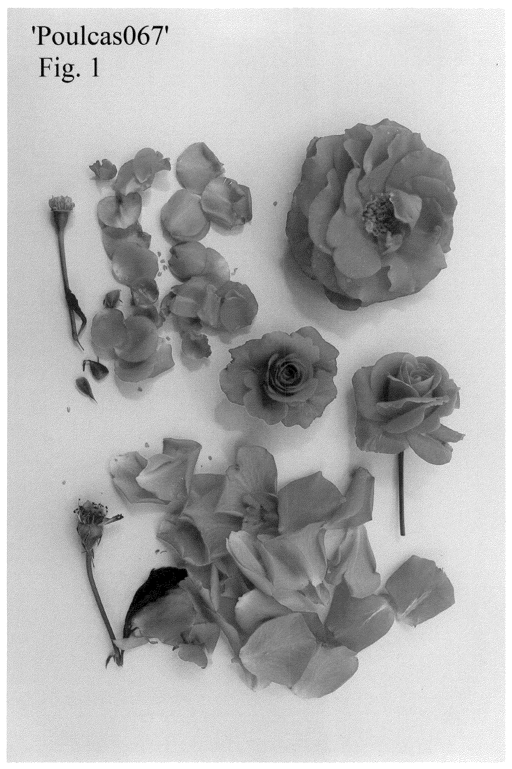 Patent USPP036133 Figure 1 – Rose plant named ‘Poulcas067’