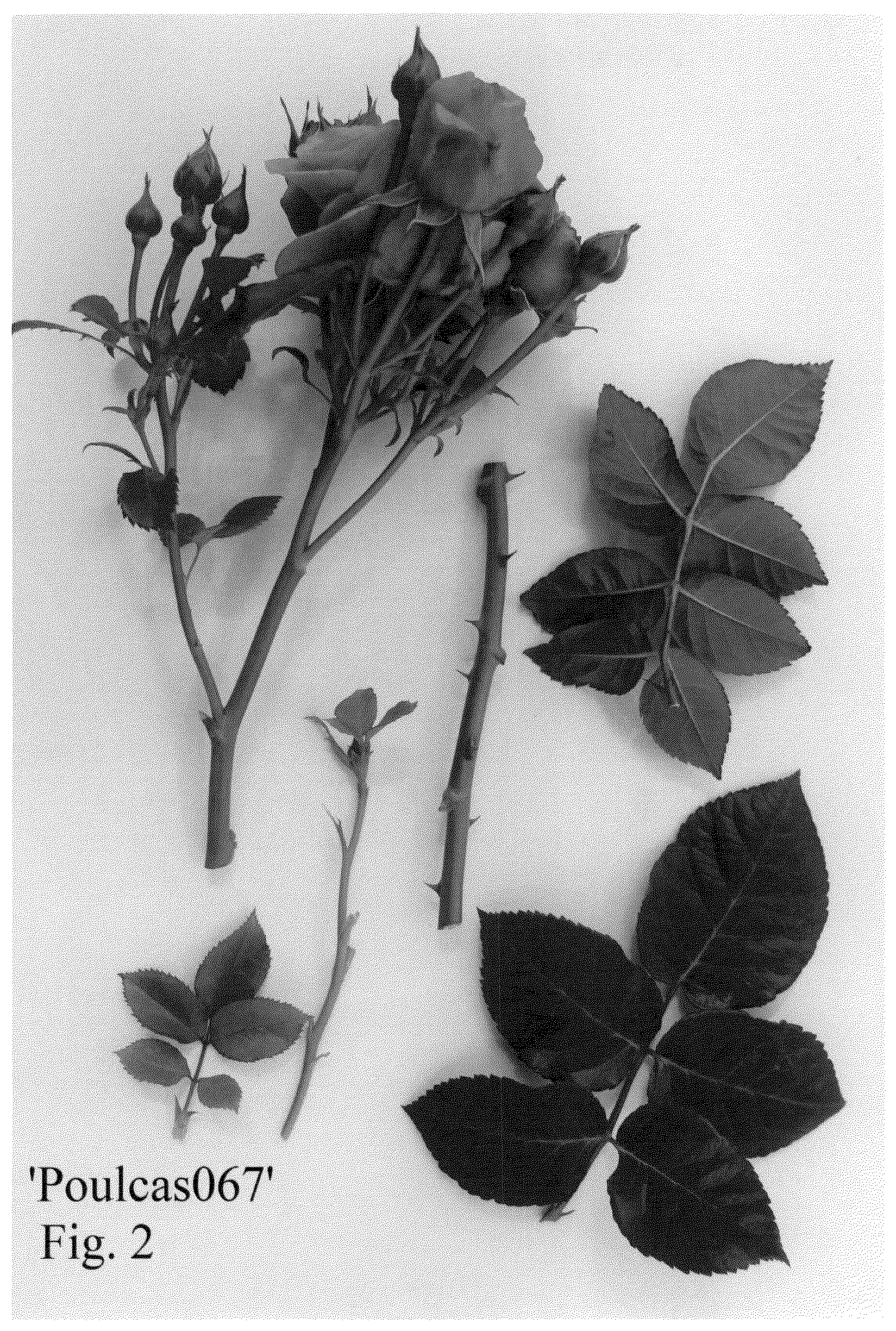 Patent USPP036133 Figure 2 – Rose plant named ‘Poulcas067’