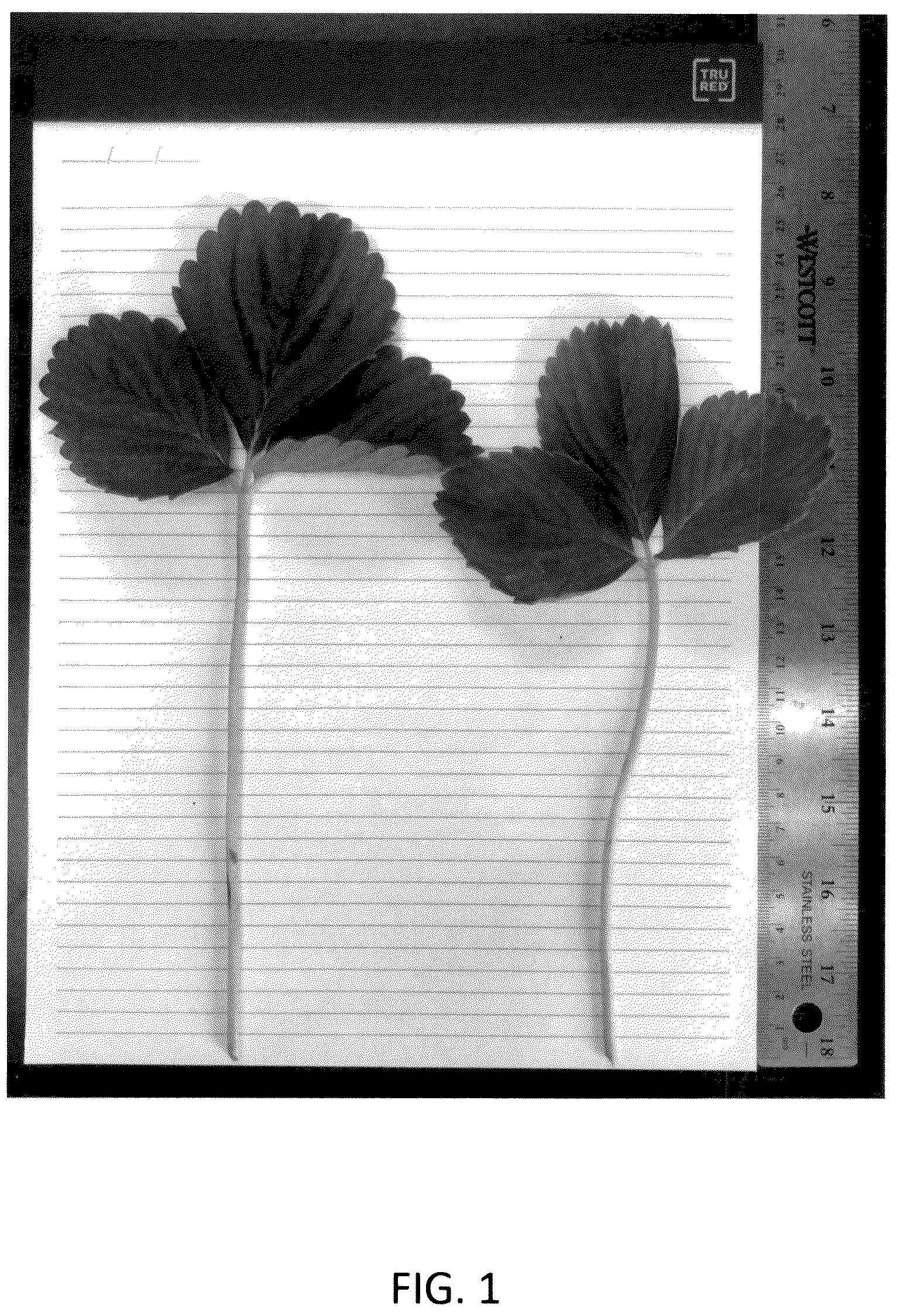 Patent USPP036134 Figure 1 – Strawberry plant named ‘CBC015’