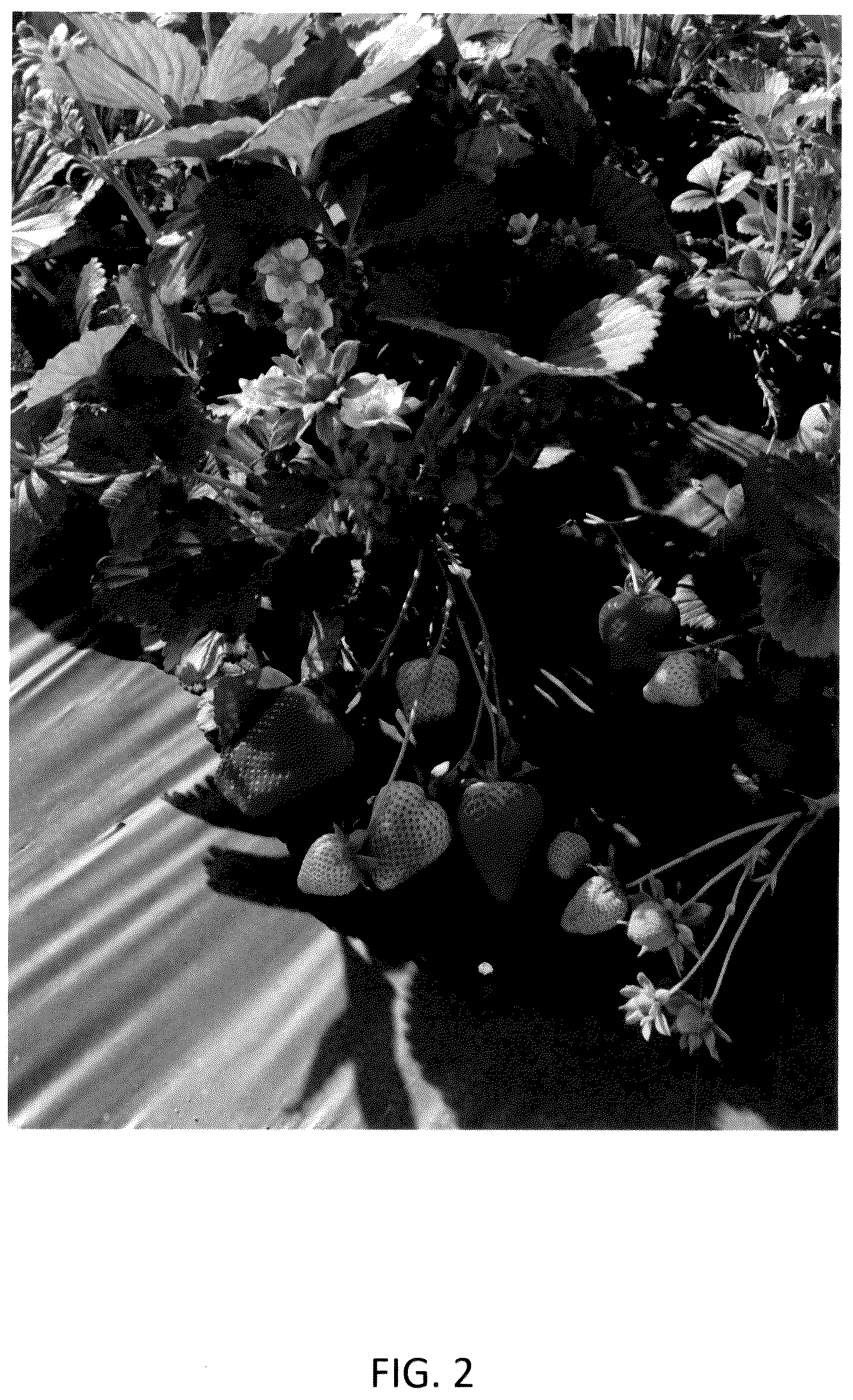 Patent USPP036134 Figure 2 – Strawberry plant named ‘CBC015’