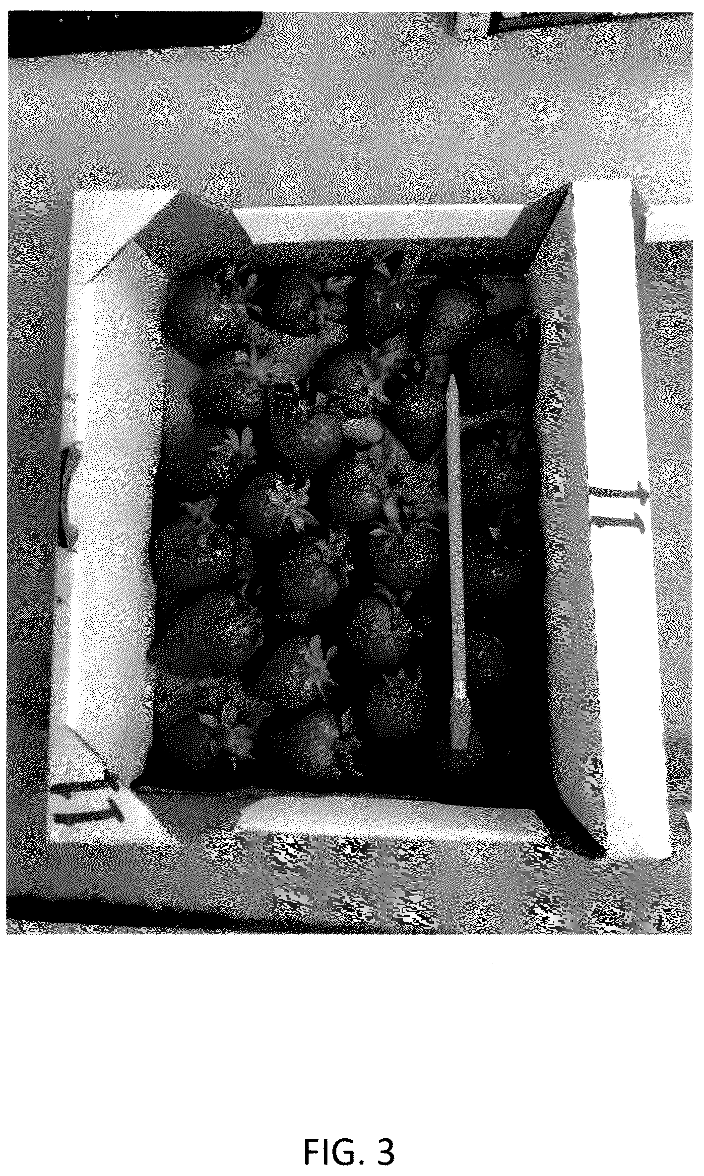 Patent USPP036134 Figure 3 – Strawberry plant named ‘CBC015’