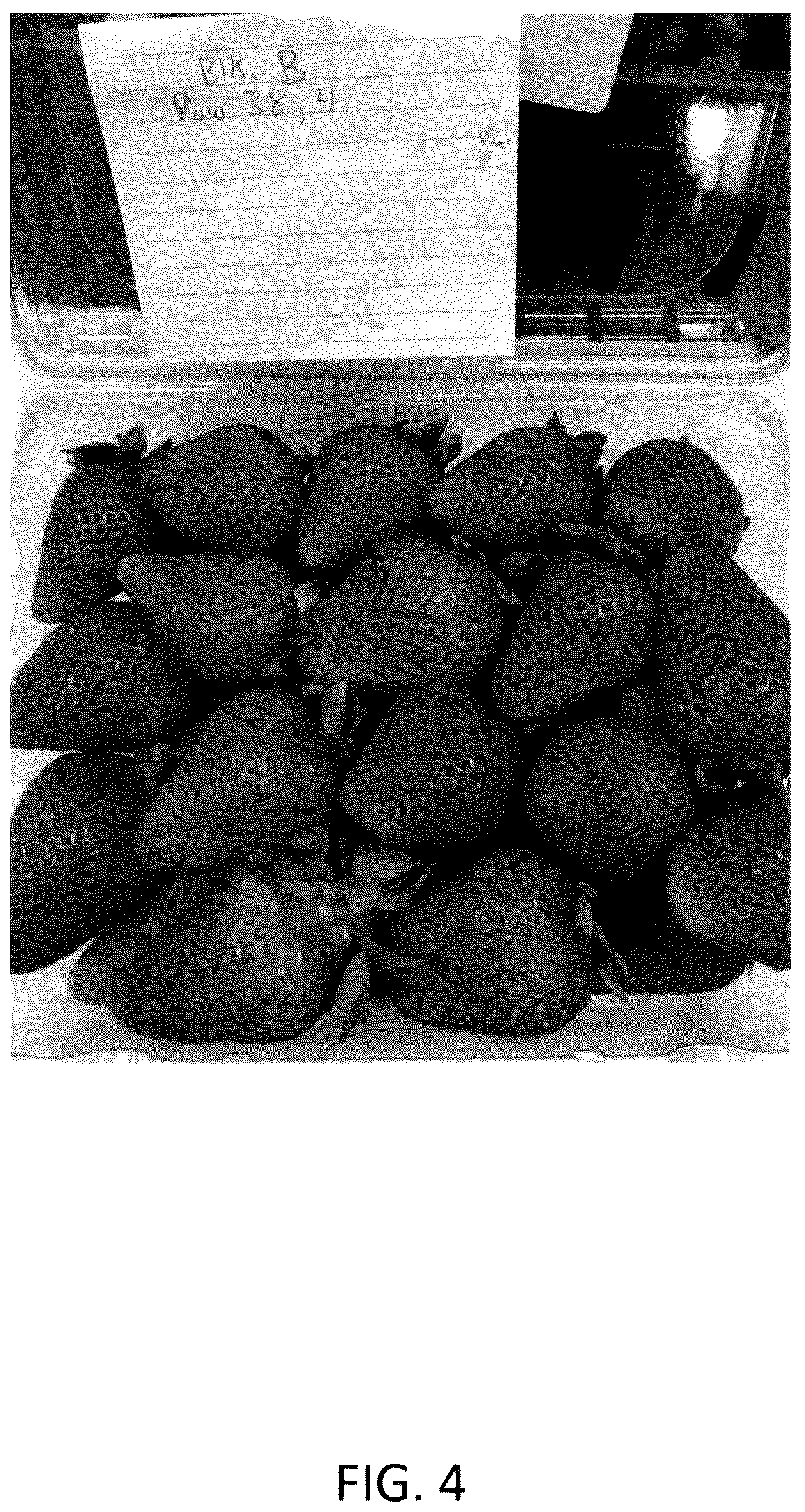 Patent USPP036134 Figure 4 – Strawberry plant named ‘CBC015’