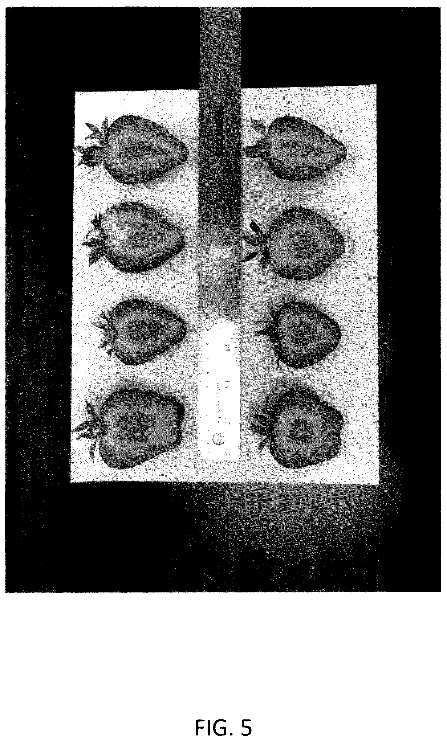 Patent USPP036134 Figure 5 – Strawberry plant named ‘CBC015’