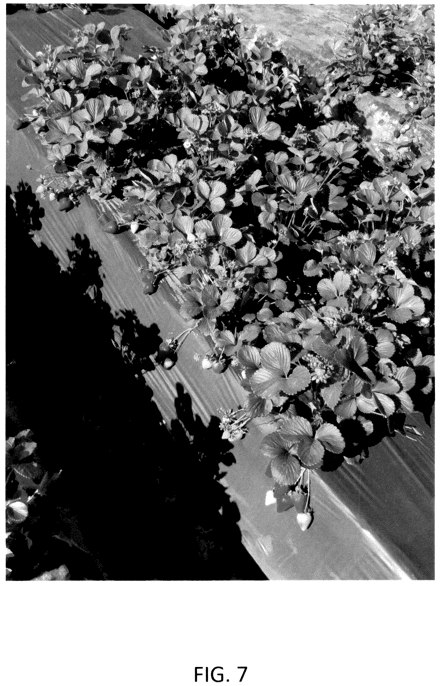 Patent USPP036134 Figure 7 – Strawberry plant named ‘CBC015’