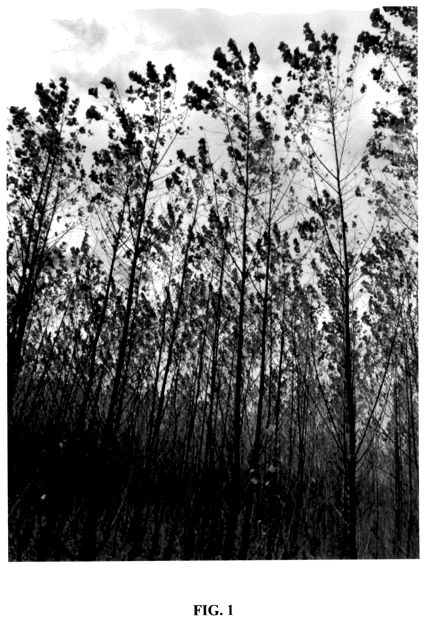 Patent USPP036135 Figure 1 – Populus plant named ‘NextGen’