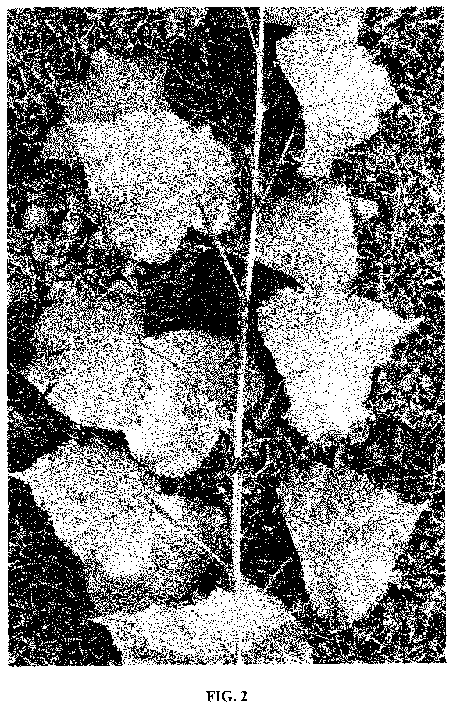 Patent USPP036135 Figure 2 – Populus plant named ‘NextGen’