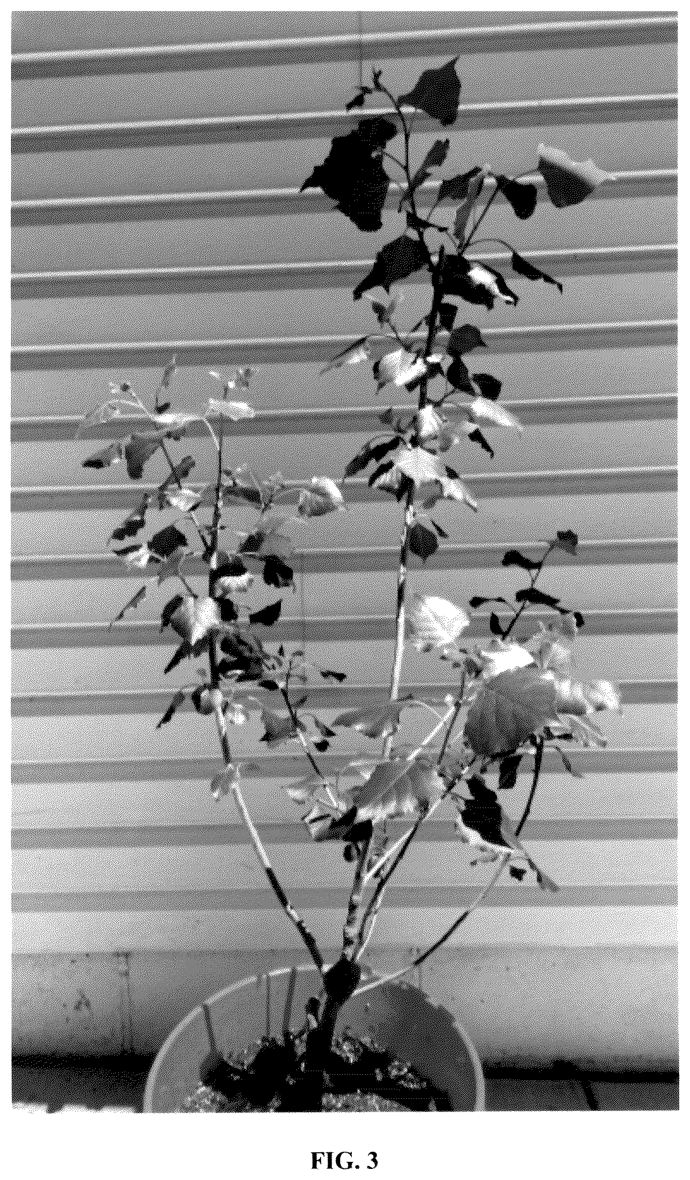 Patent USPP036135 Figure 3 – Populus plant named ‘NextGen’