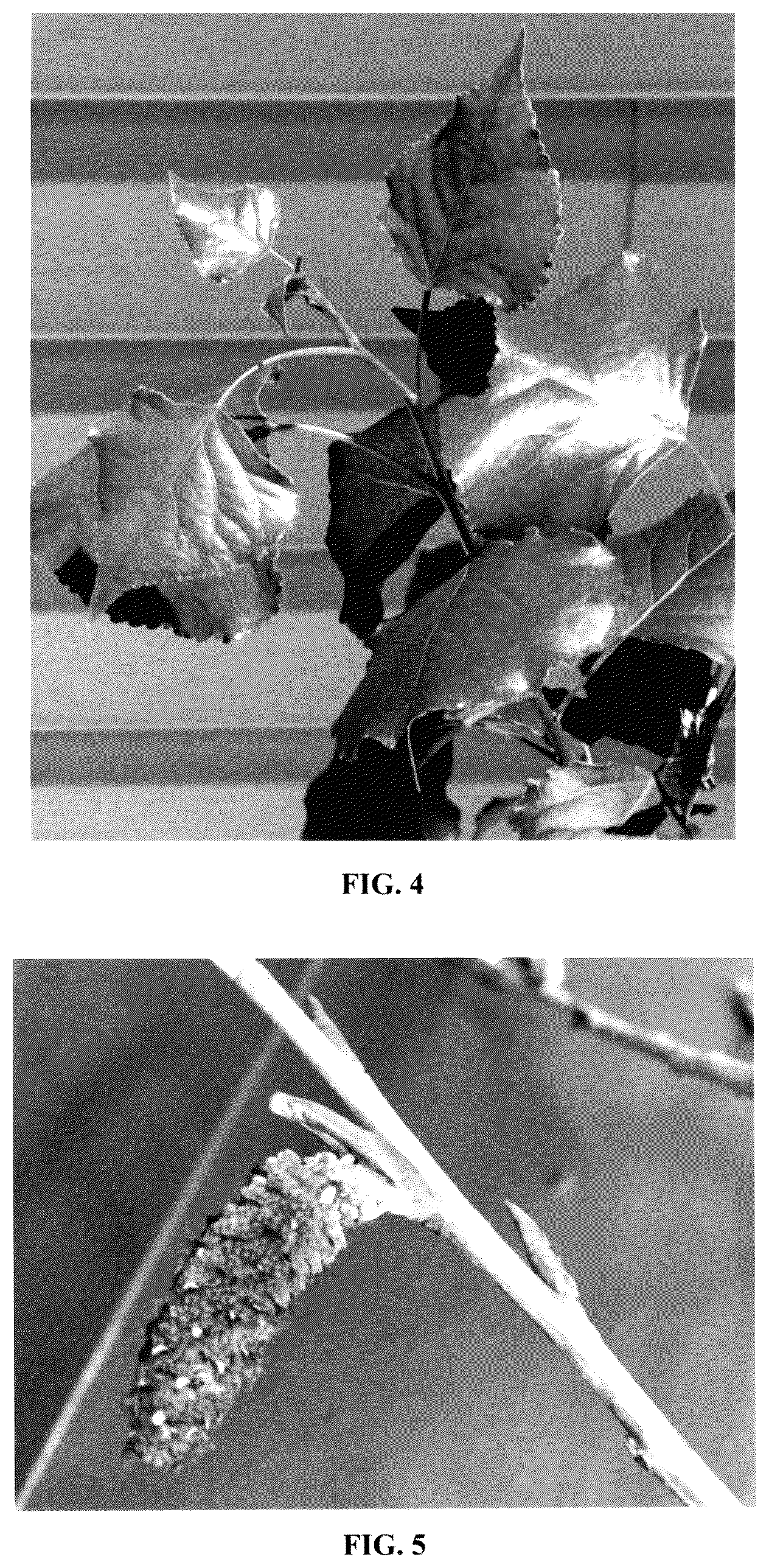 Patent USPP036135 Figure 4 – Populus plant named ‘NextGen’