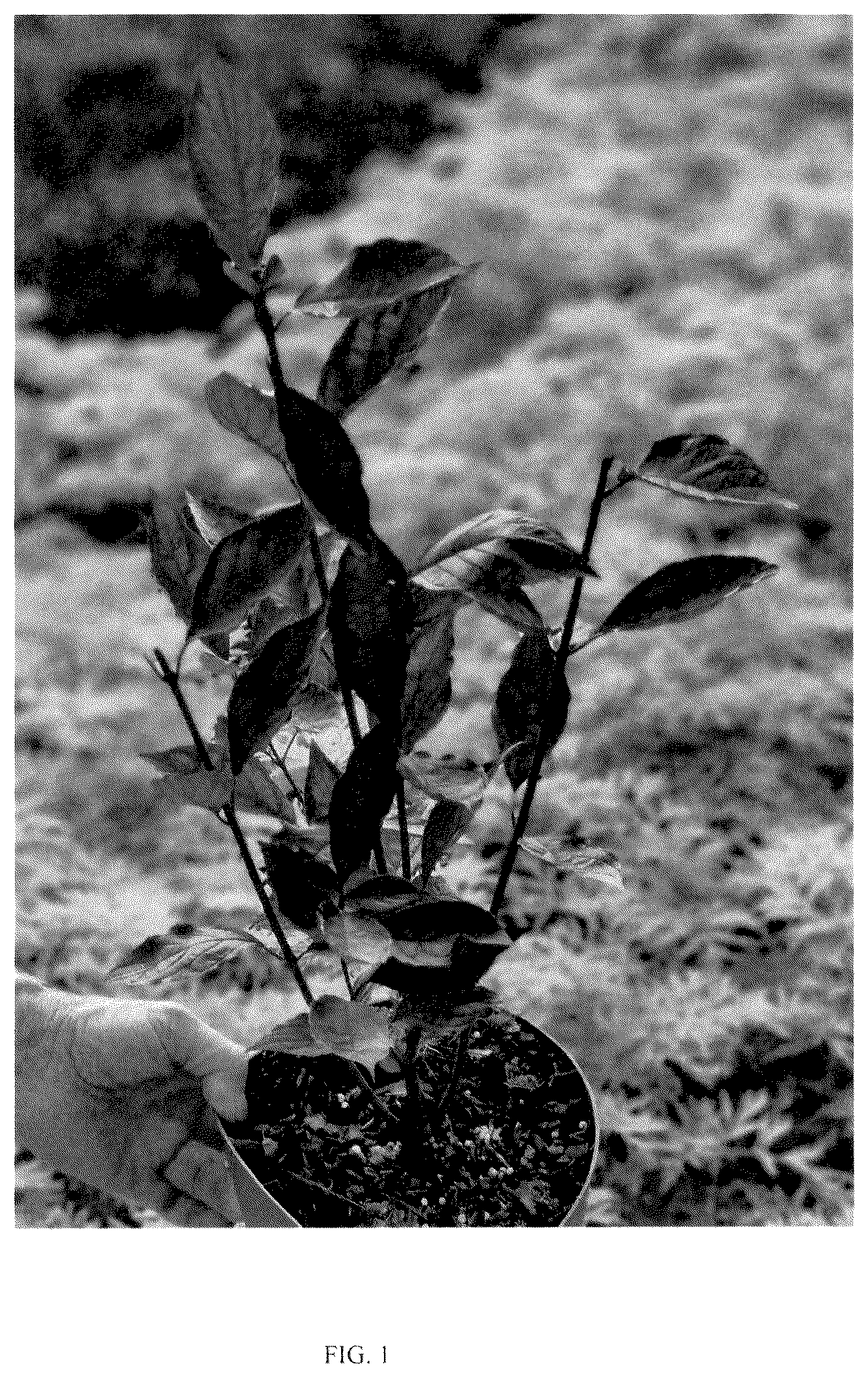 Patent USPP036136 Figure 1 – Cornus plant named ‘VERPAALEN3’