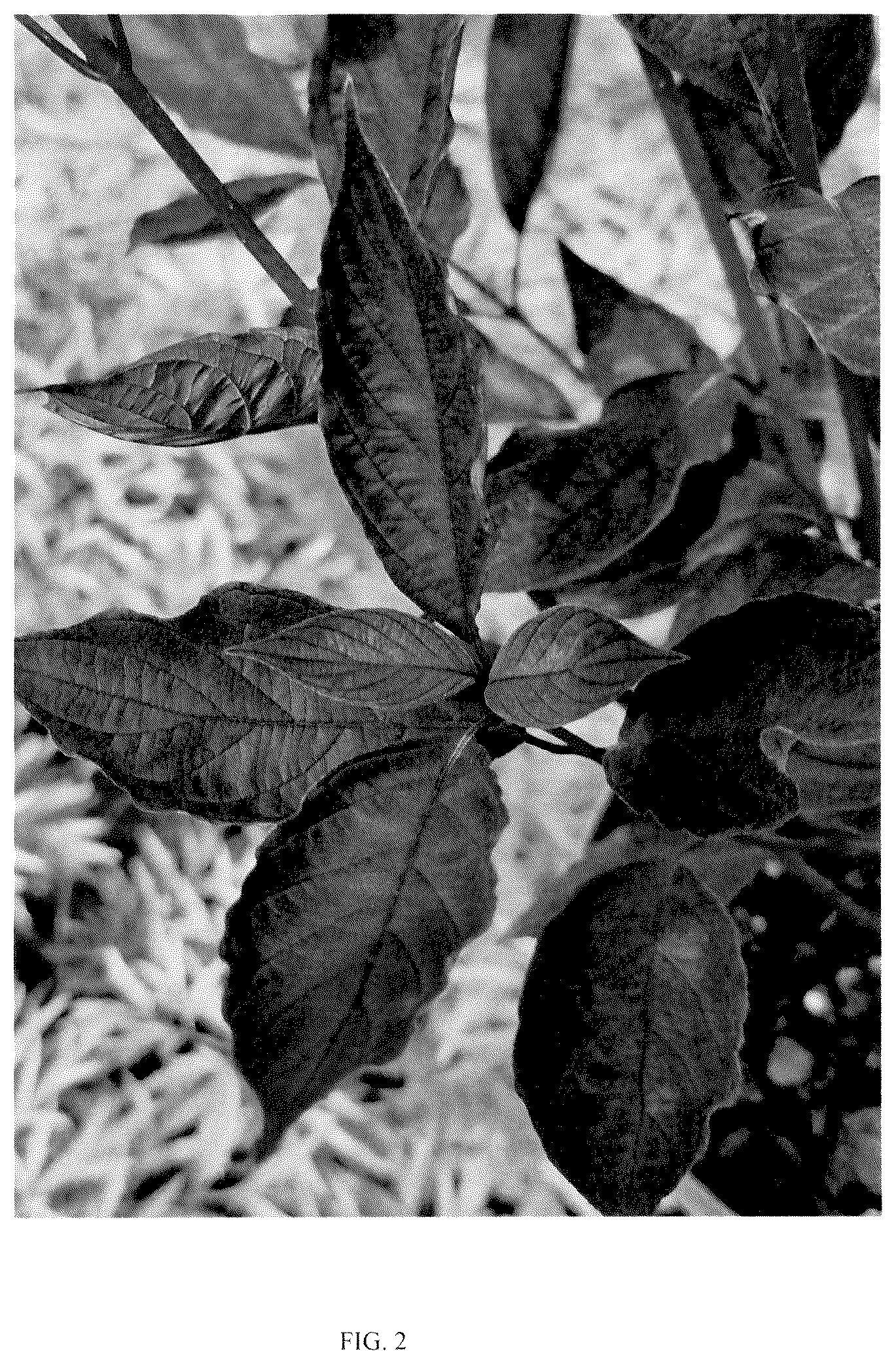 Patent USPP036136 Figure 2 – Cornus plant named ‘VERPAALEN3’