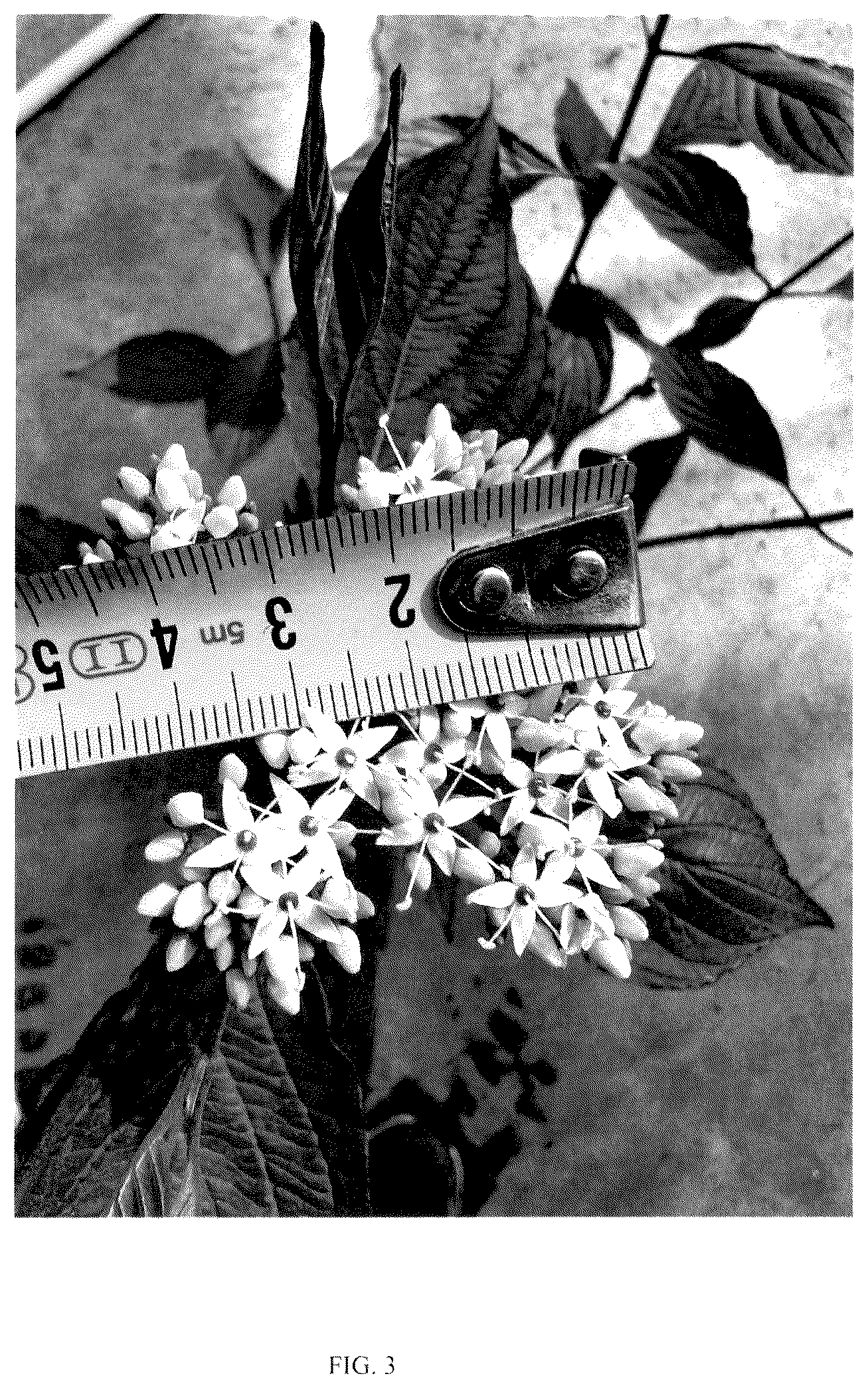 Patent USPP036136 Figure 3 – Cornus plant named ‘VERPAALEN3’