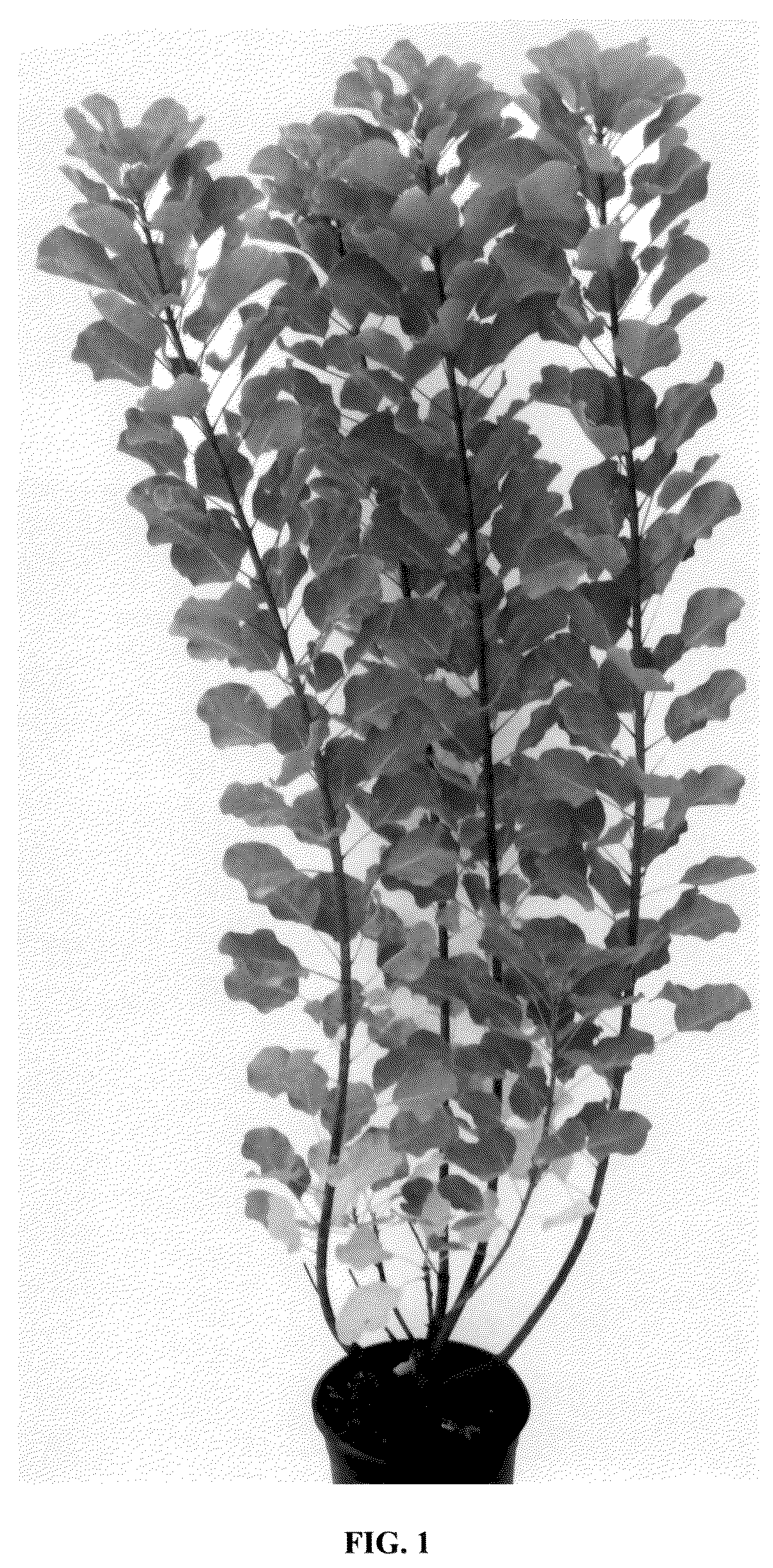 Patent USPP036137 Figure 1 – Cotinus plant named ‘Mincolem04’