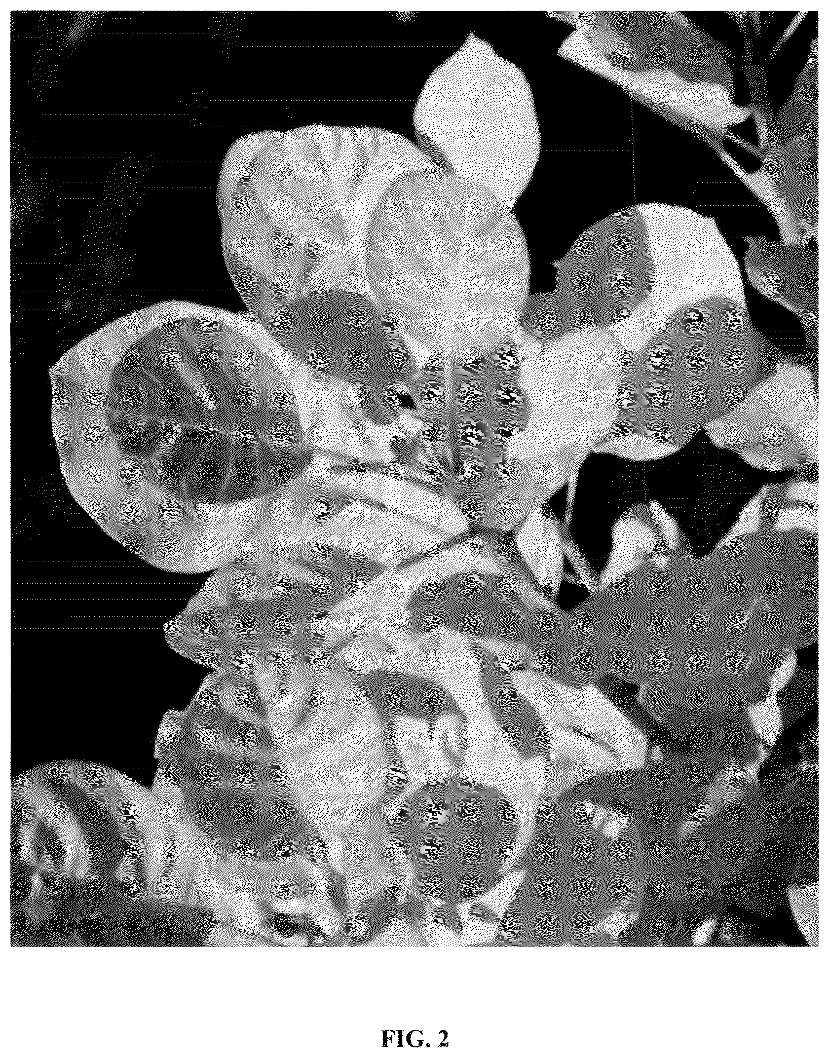 Patent USPP036137 Figure 2 – Cotinus plant named ‘Mincolem04’