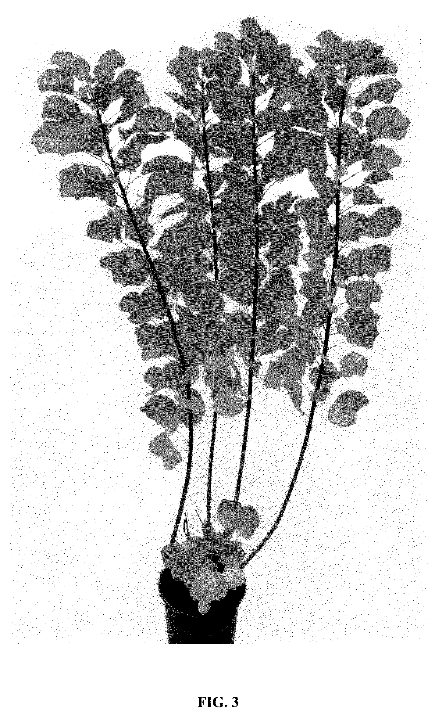 Patent USPP036137 Figure 3 – Cotinus plant named ‘Mincolem04’