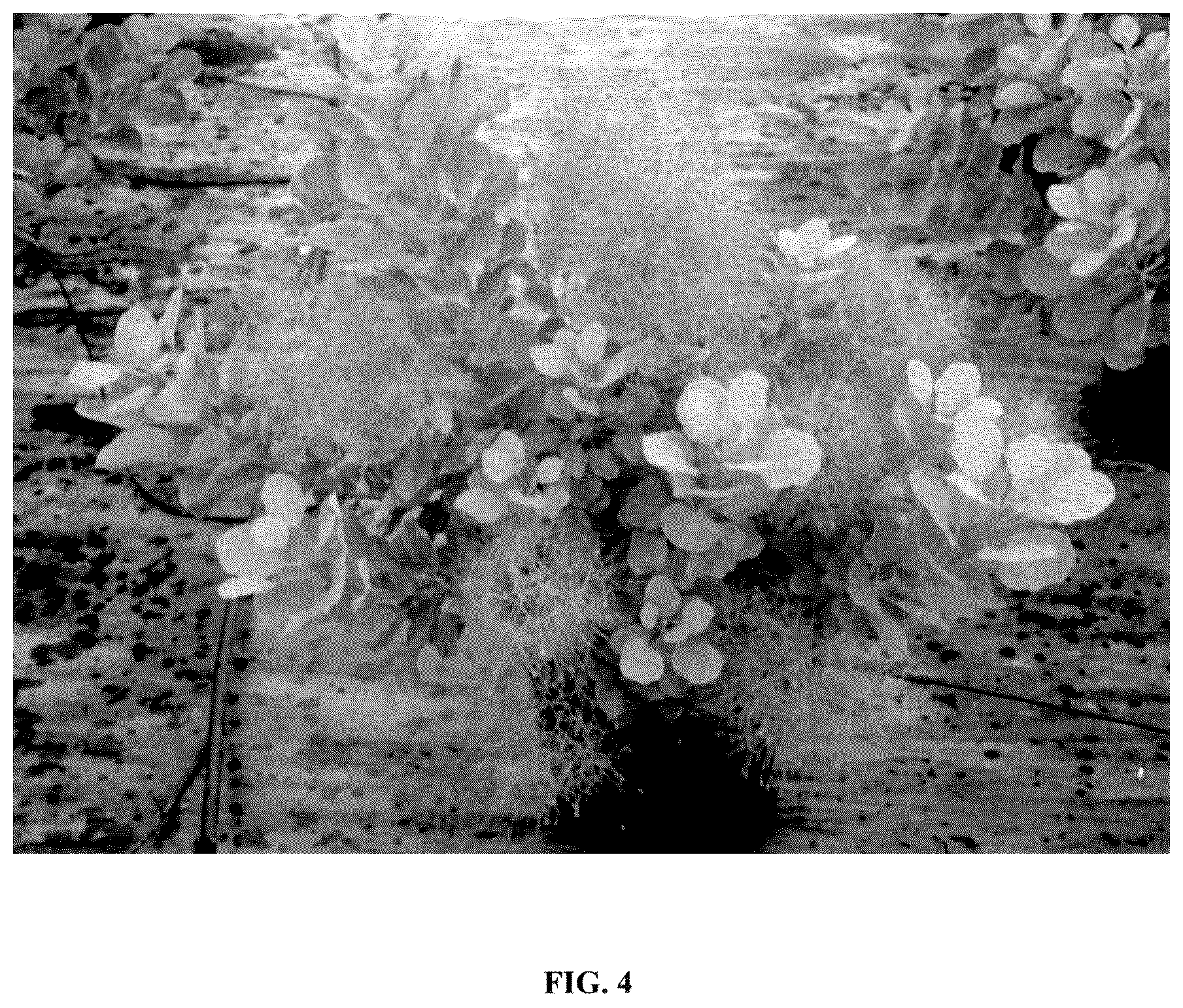 Patent USPP036137 Figure 4 – Cotinus plant named ‘Mincolem04’