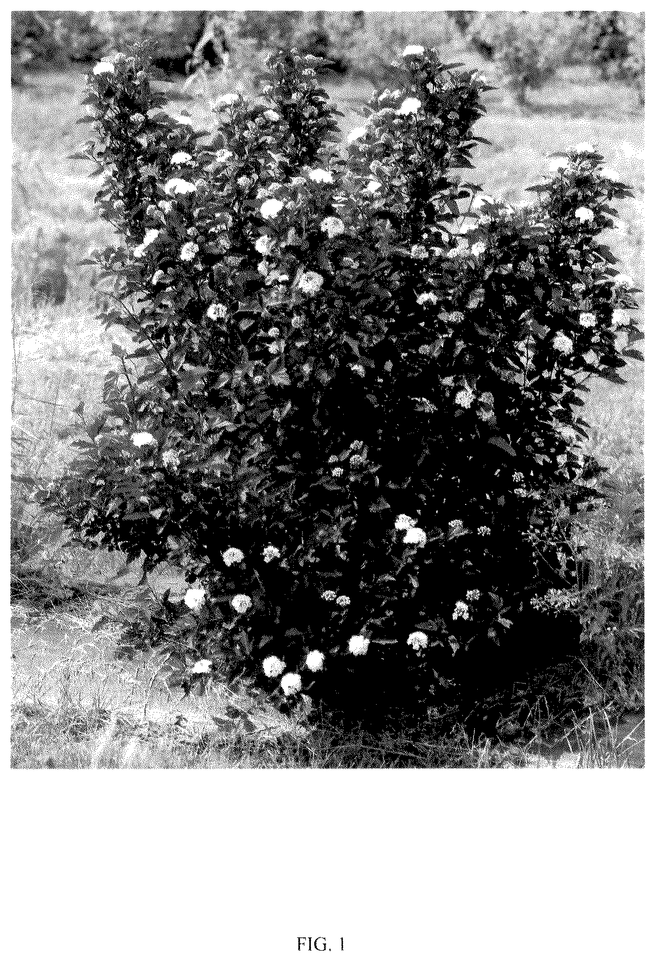 Patent USPP036138 Figure 1 – Physocarpus plant named ‘SMPOCGT’