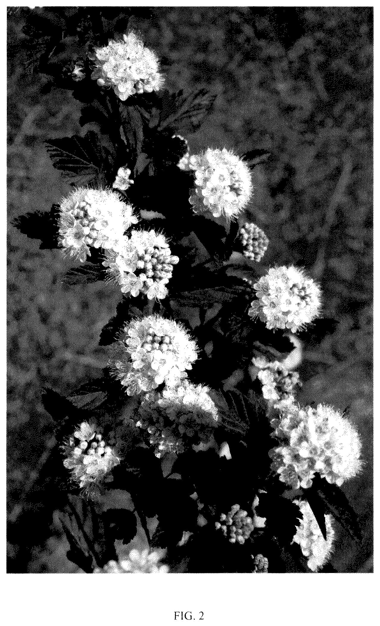 Patent USPP036138 Figure 2 – Physocarpus plant named ‘SMPOCGT’