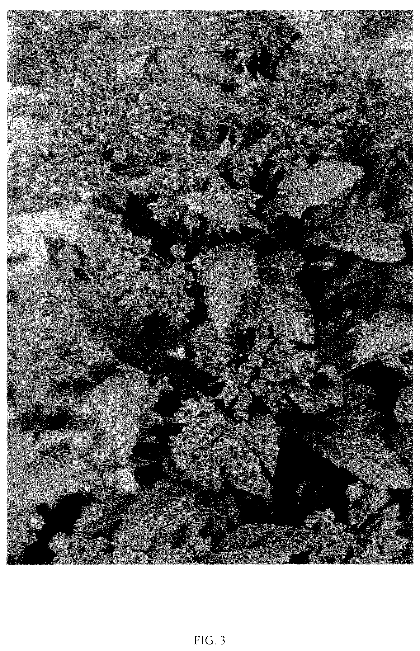 Patent USPP036138 Figure 3 – Physocarpus plant named ‘SMPOCGT’