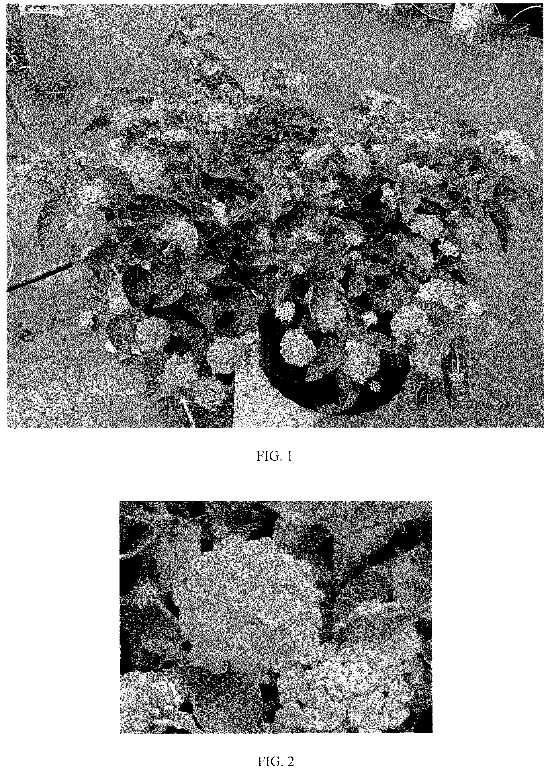 Patent USPP036139 Figure 1 – Lantana plant named ‘Balucgold428’