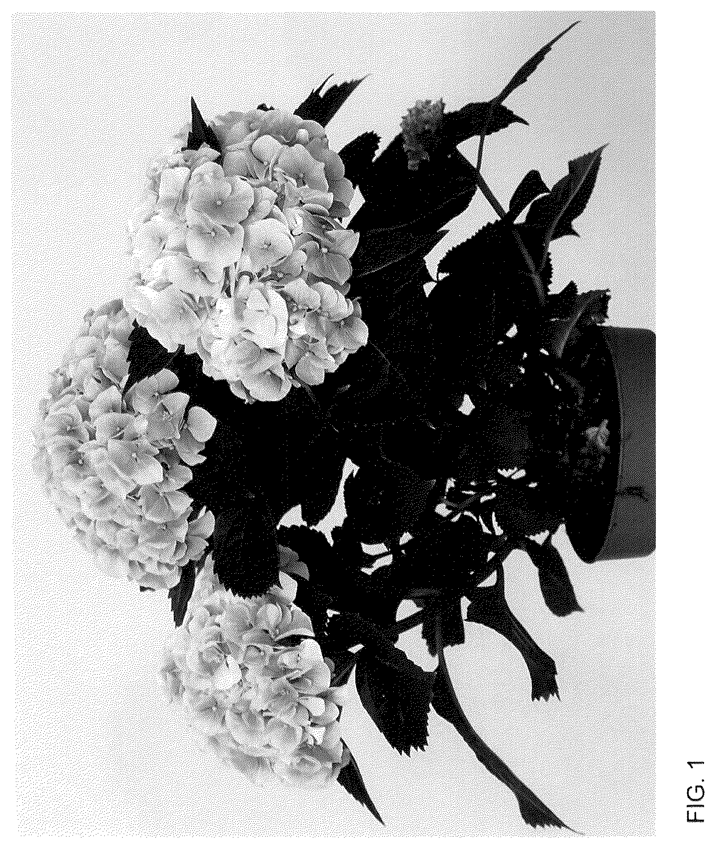 Patent USPP036140 Figure 1 – Hydrangea plant named ‘HIDIAM65’