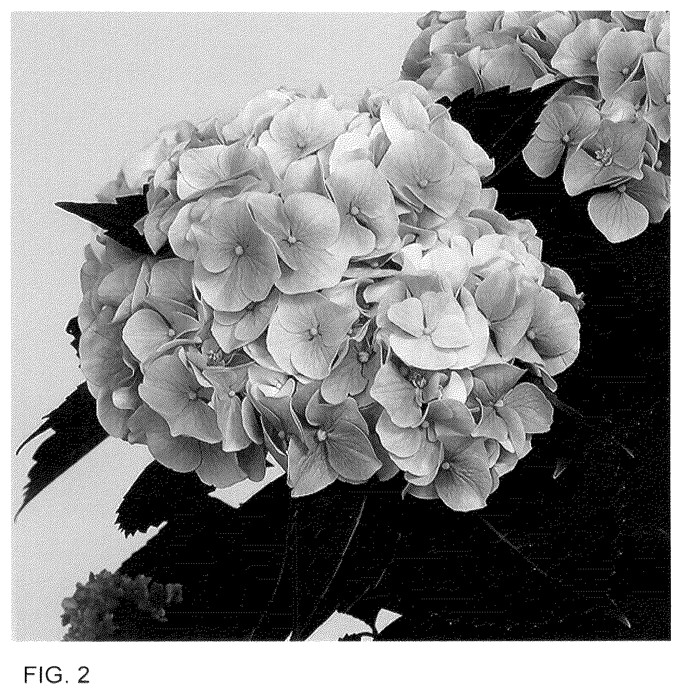 Patent USPP036140 Figure 2 – Hydrangea plant named ‘HIDIAM65’