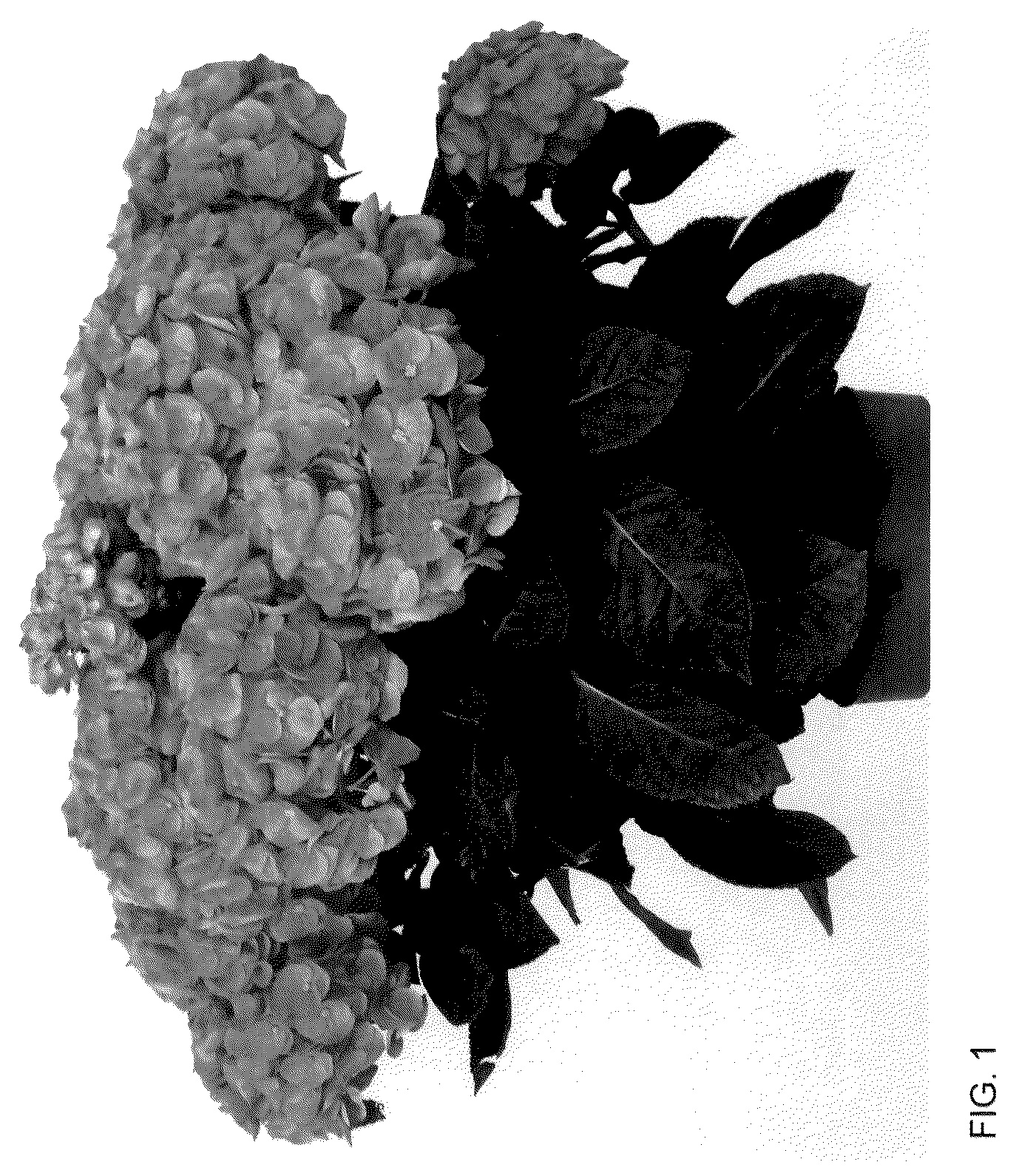 Patent USPP036141 Figure 1 – Hydrangea plant named ‘HIISLA51’