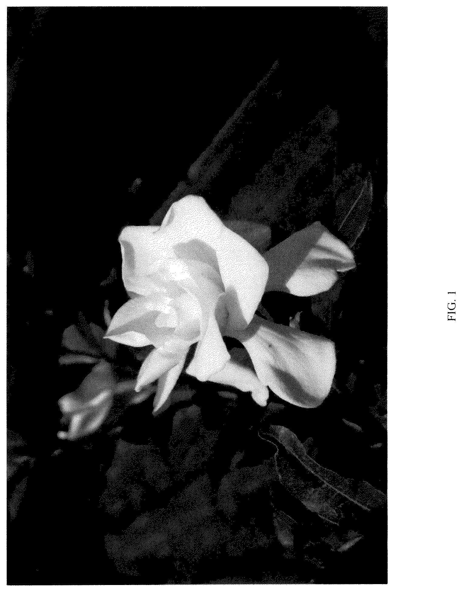 Patent USPP036142 Figure 1 – Gardenia plant named ‘ST-15-20’