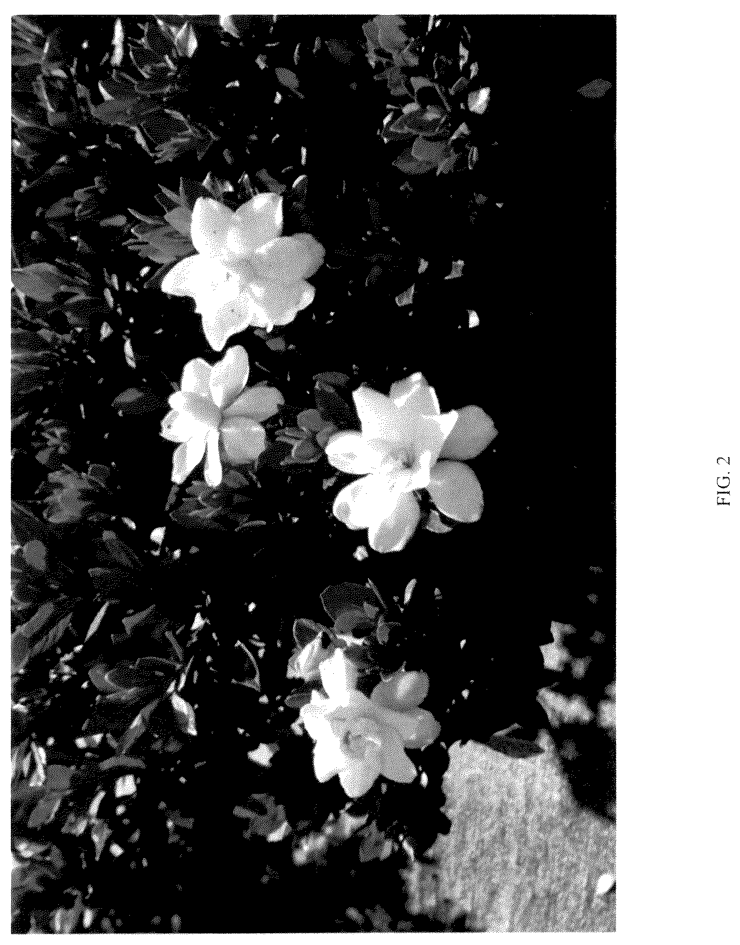 Patent USPP036142 Figure 2 – Gardenia plant named ‘ST-15-20’