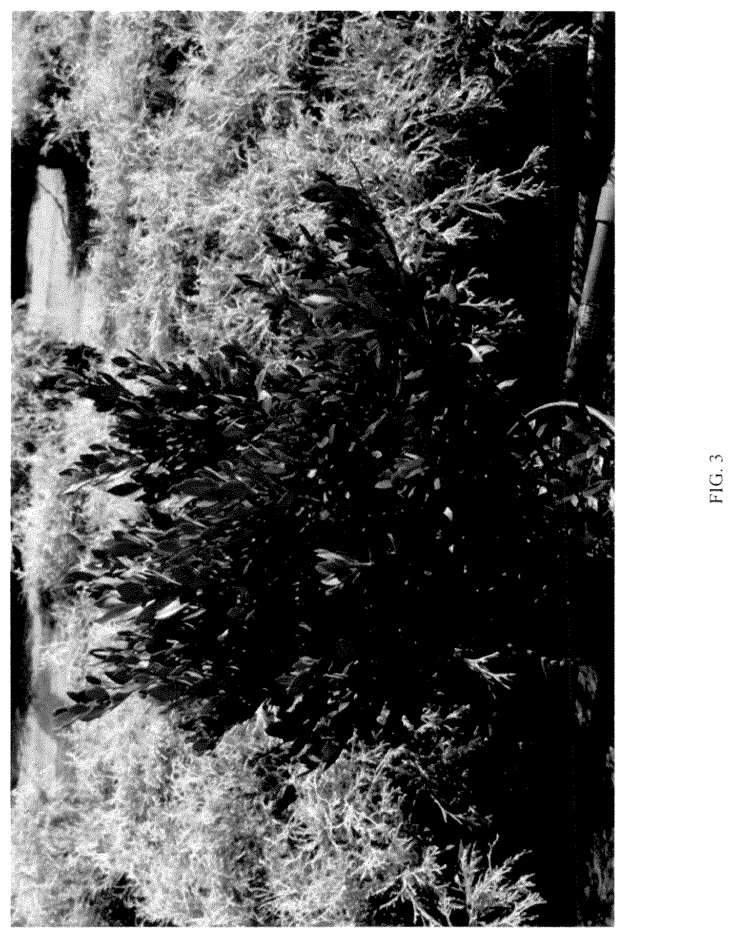 Patent USPP036142 Figure 3 – Gardenia plant named ‘ST-15-20’