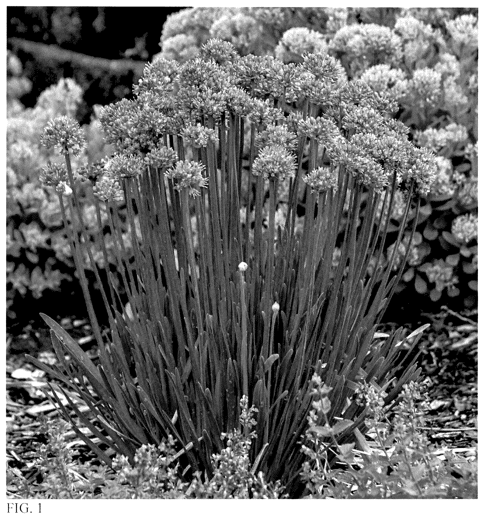 Patent USPP036143 Figure 1 – Allium plant named ‘Pincushion’