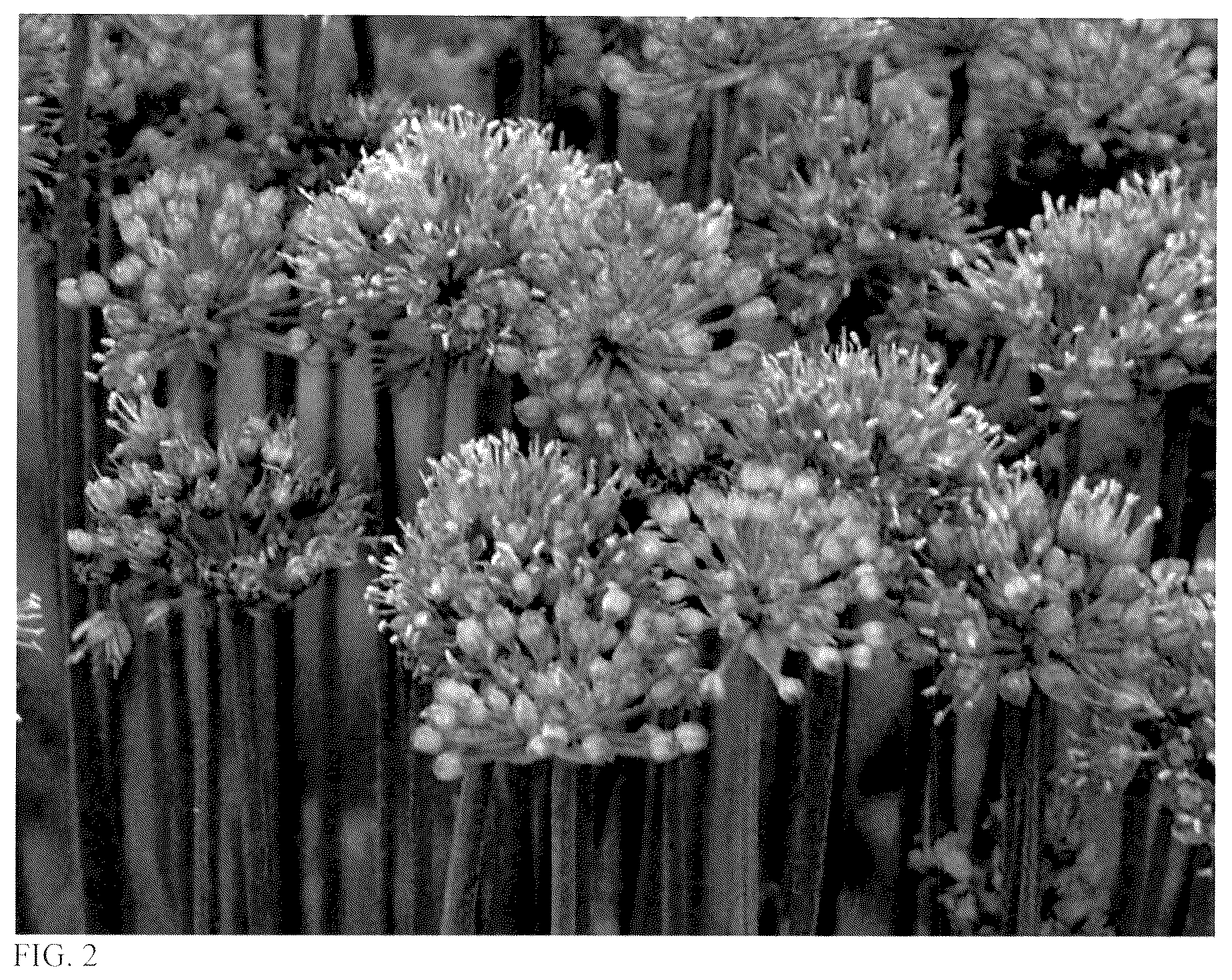 Patent USPP036143 Figure 2 – Allium plant named ‘Pincushion’