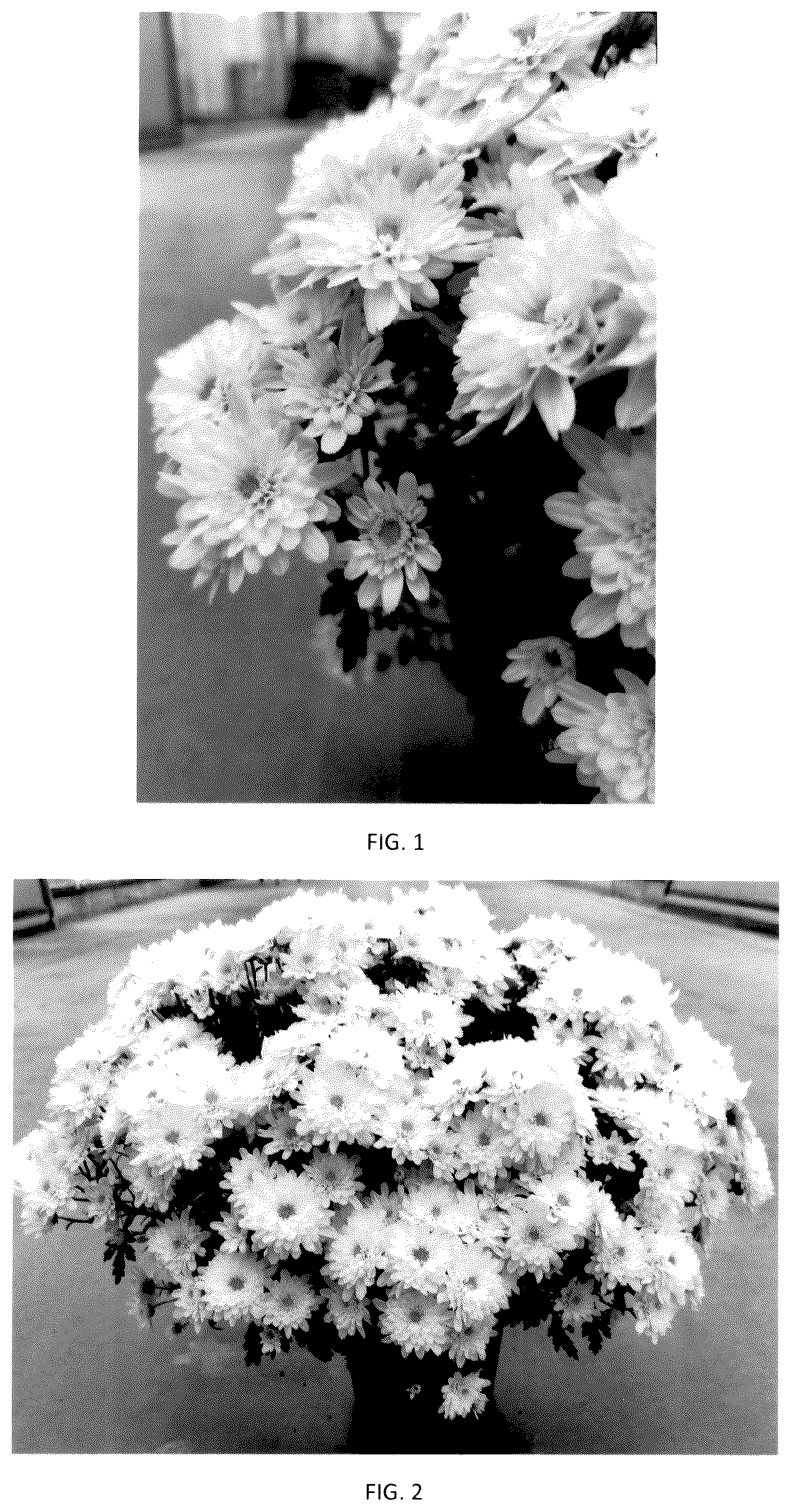 Patent USPP036144 Figure 1 – Chrysanthemum plant named ‘CIFZ0111’